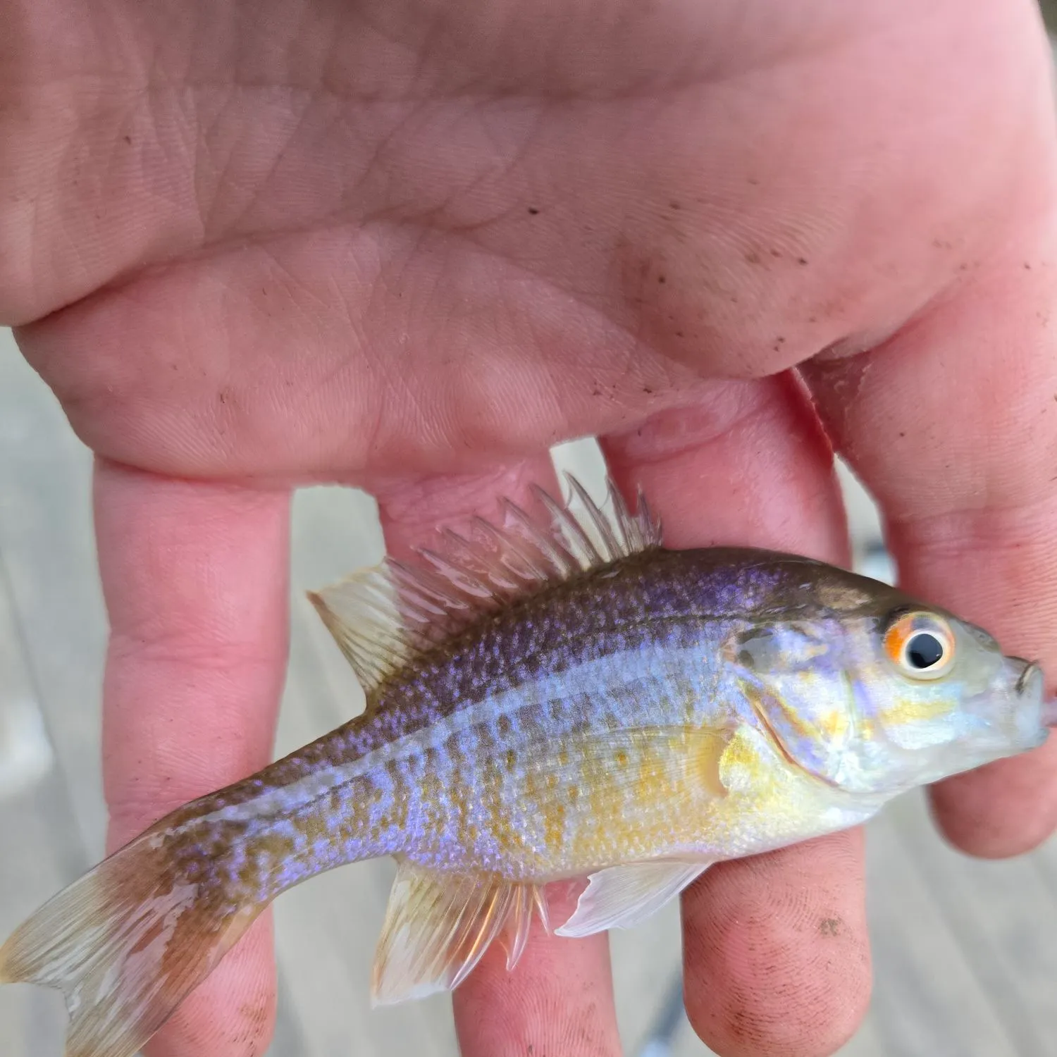 The most recent Green sunfish catches on Fishbrain