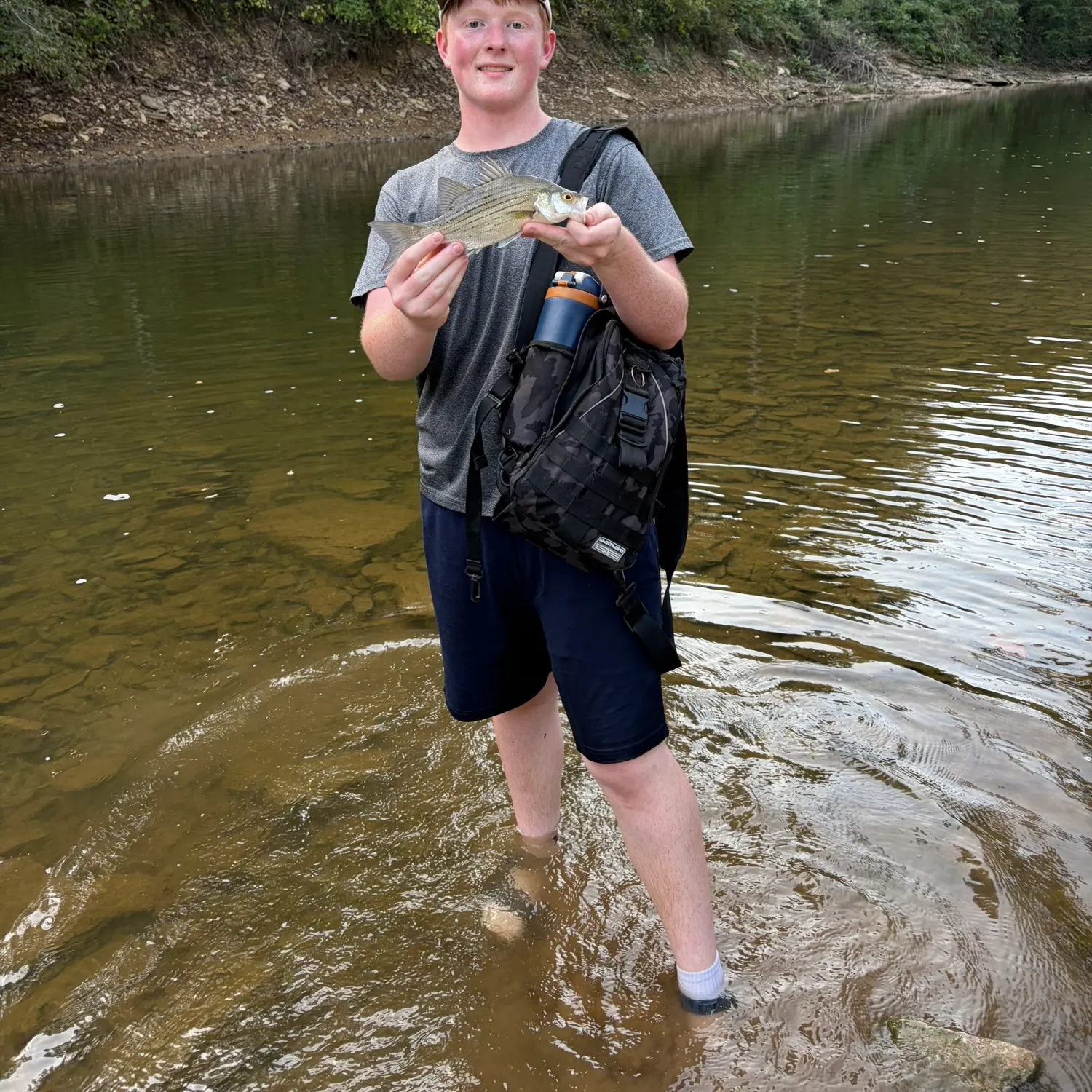 White bass caught on Fishbrain