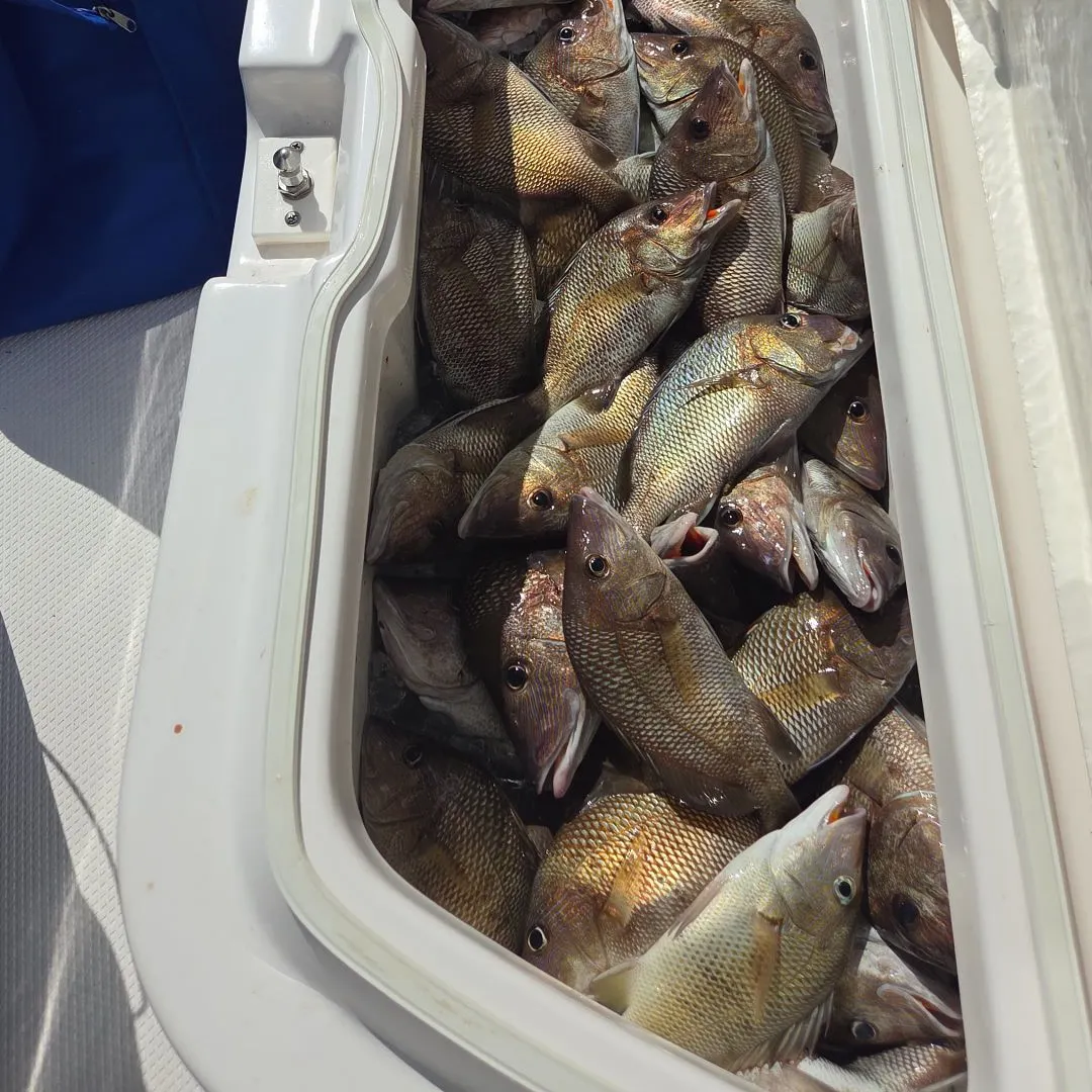 White grunt caught on Fishbrain
