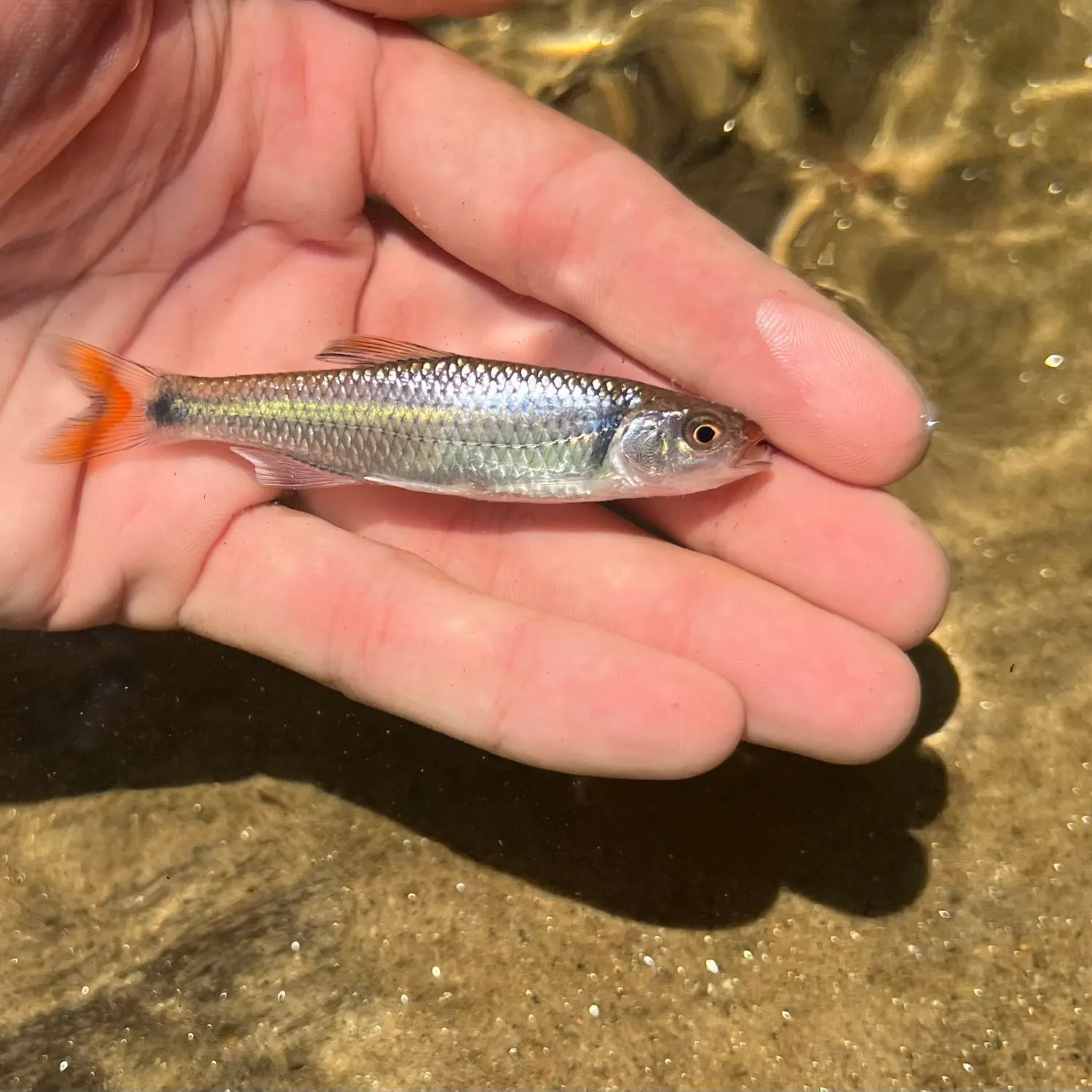 The most recent Fieryblack shiner catches on Fishbrain