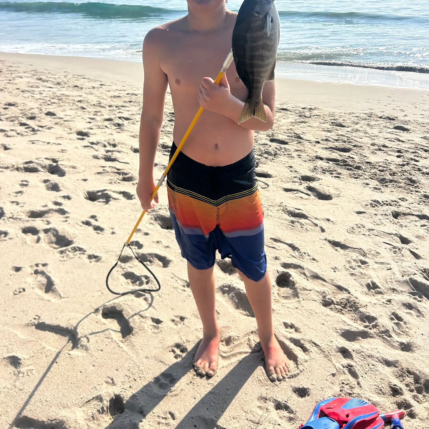 The most recent Sargo catches on Fishbrain