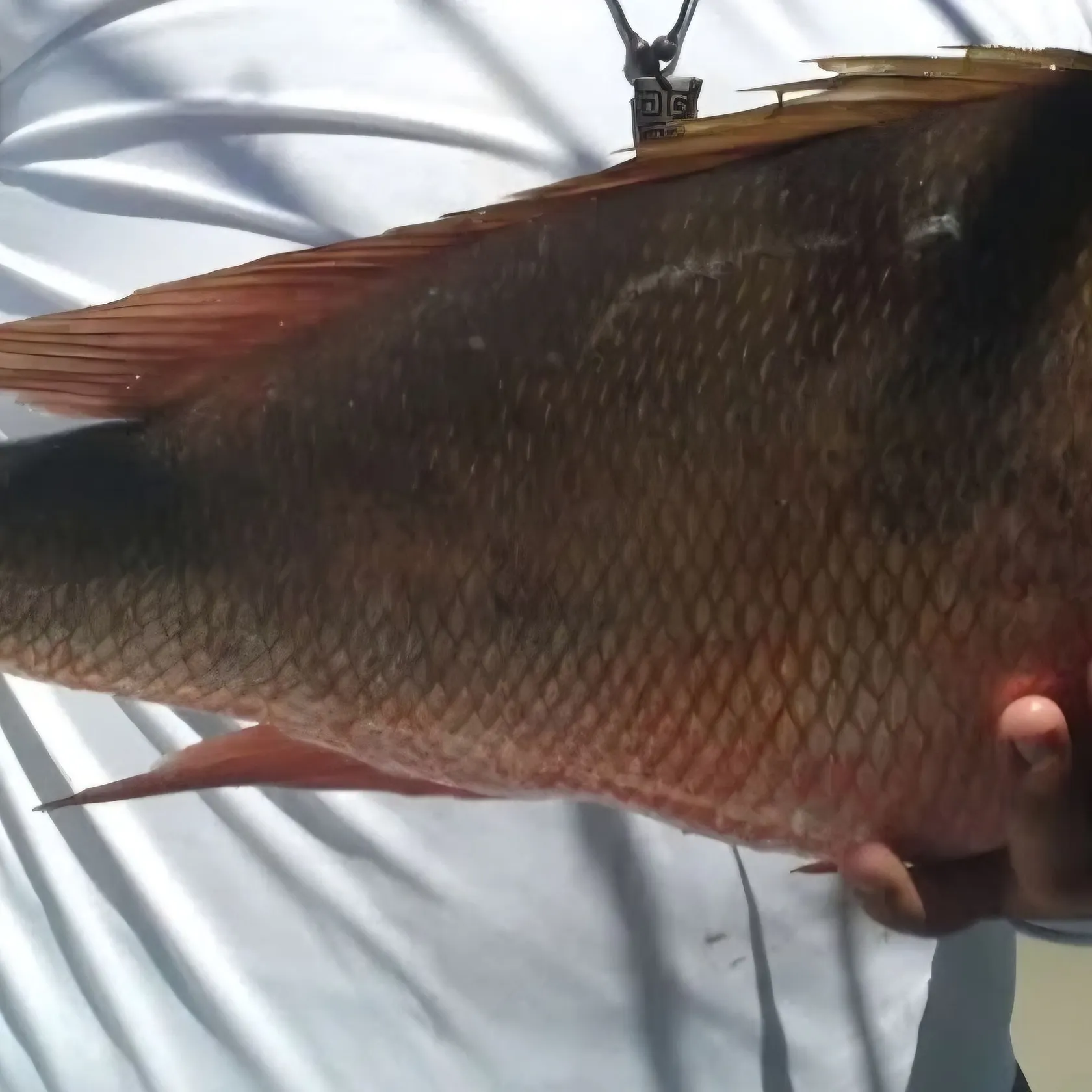 The most recent Cubera snapper catches on Fishbrain