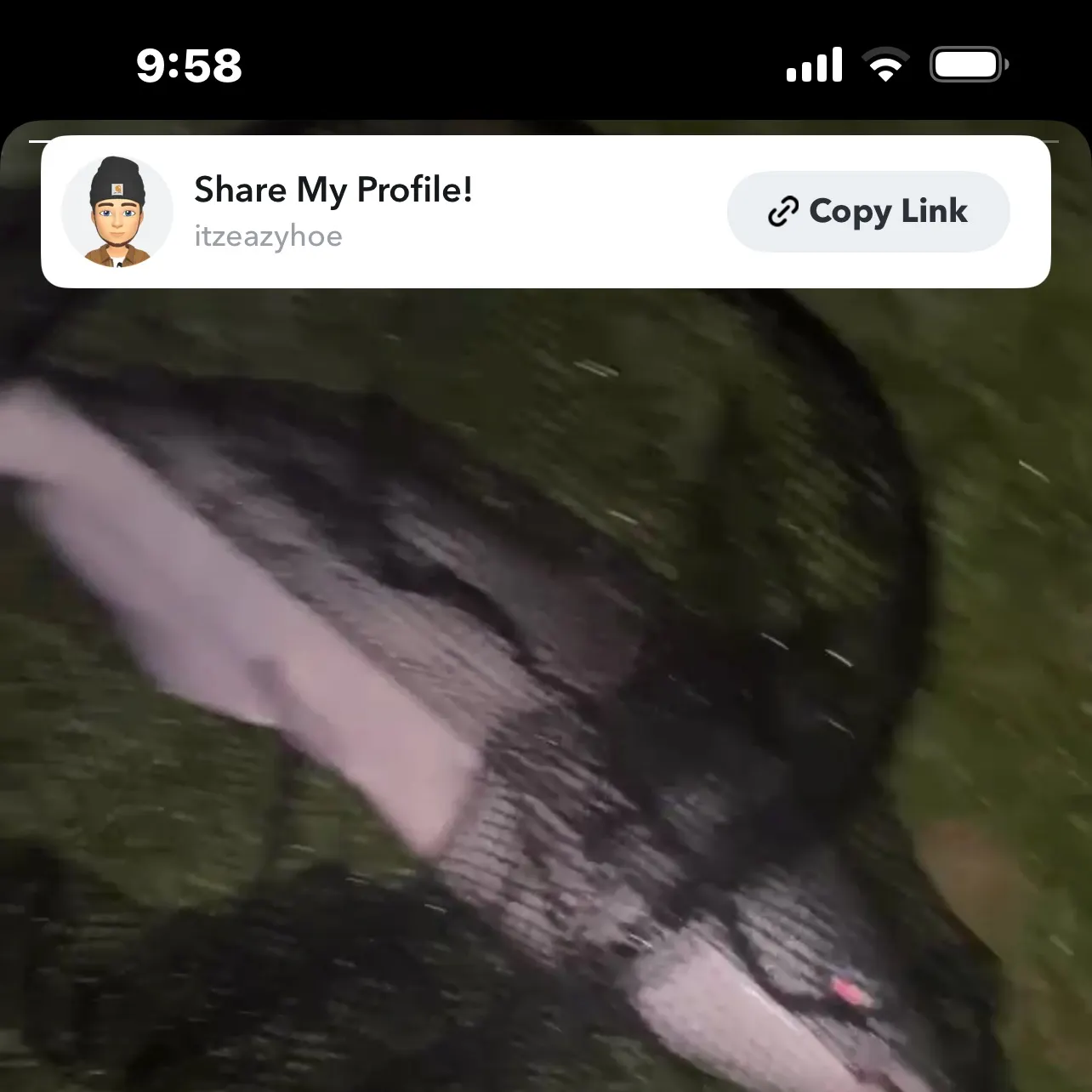 Blue catfish caught on Fishbrain