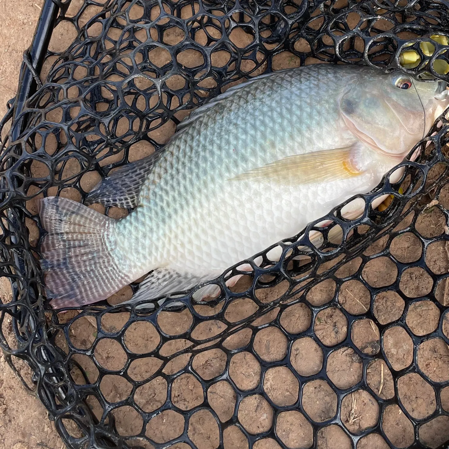 Blue tilapia caught on Fishbrain