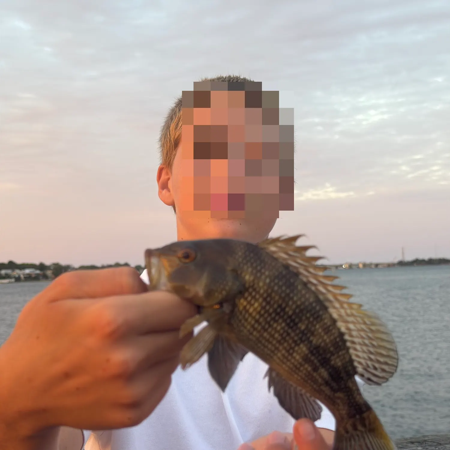 Black sea bass caught on Fishbrain