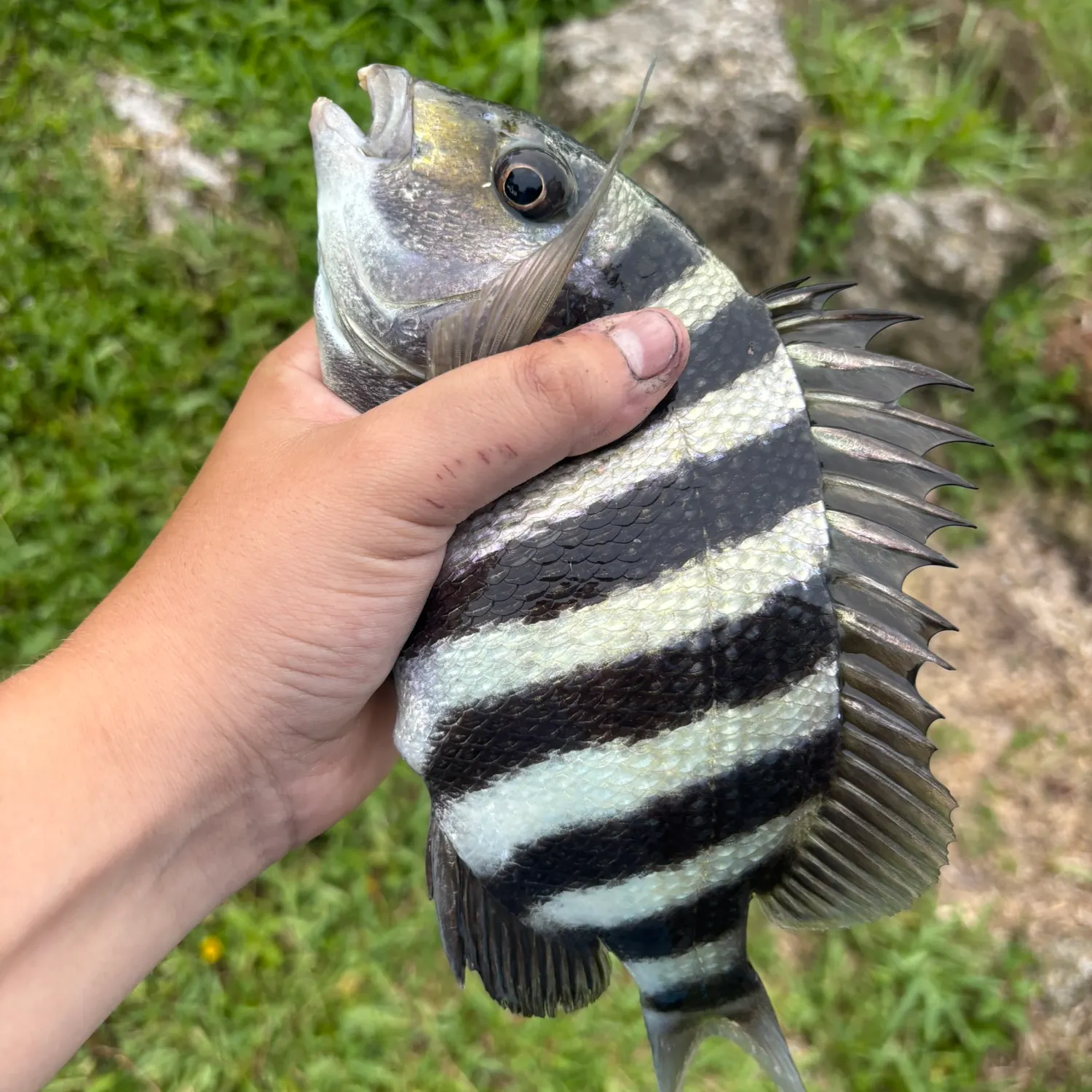 Sheepshead caught on Fishbrain