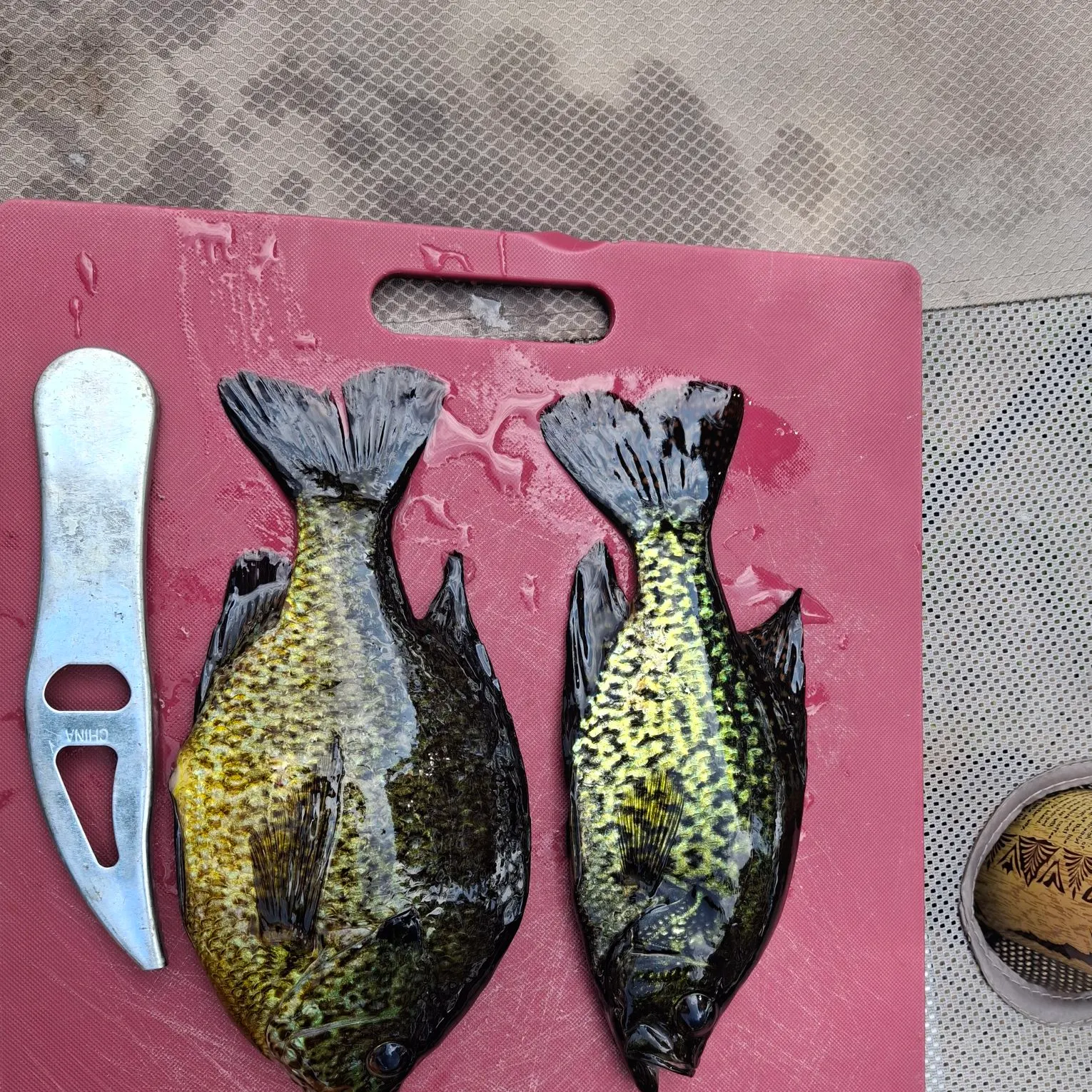 recently logged catches