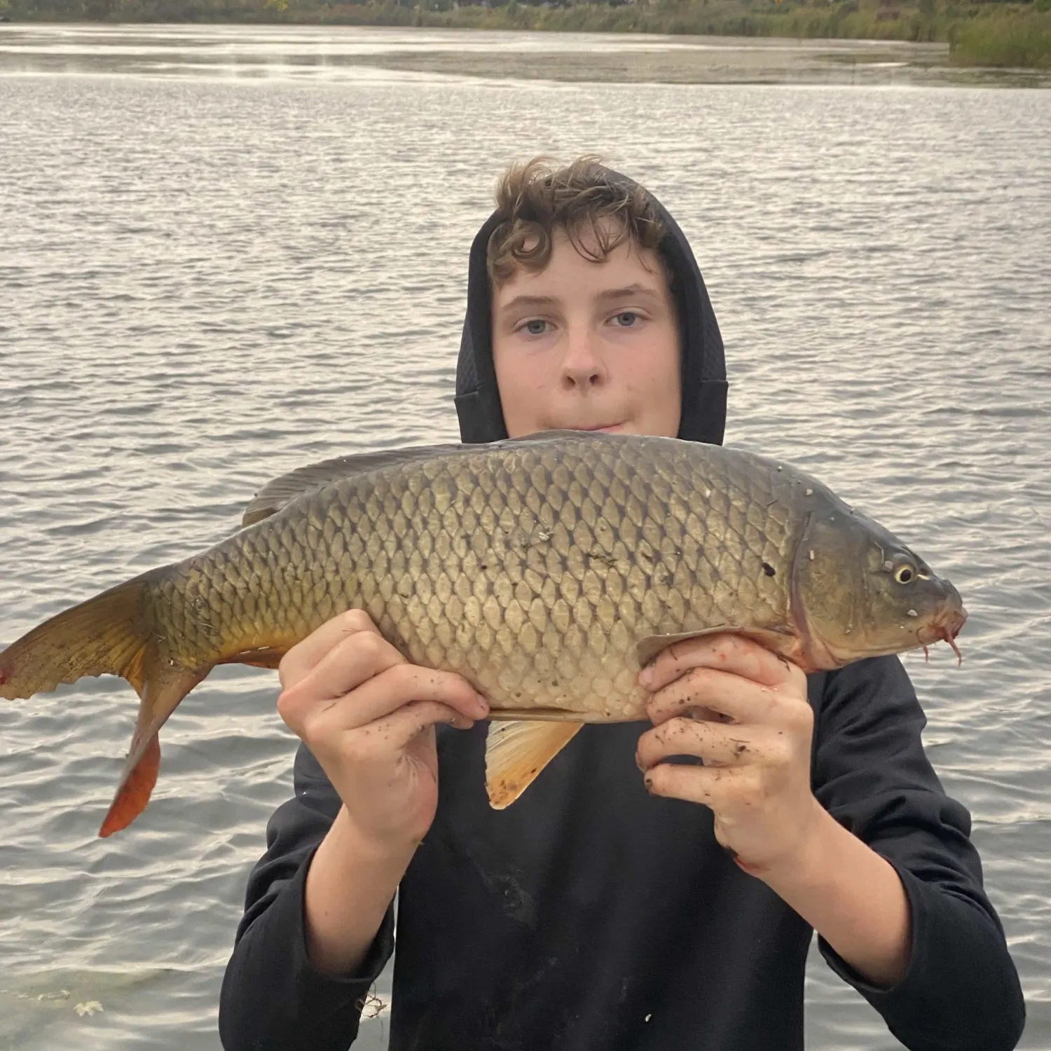Common carp caught on Fishbrain