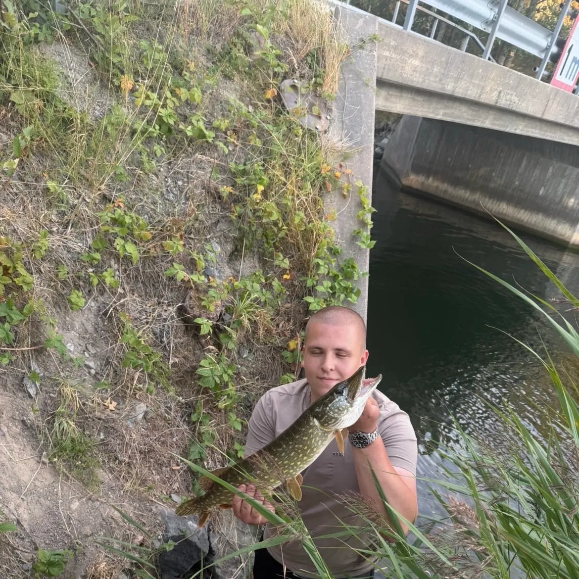 Northern pike caught on Fishbrain