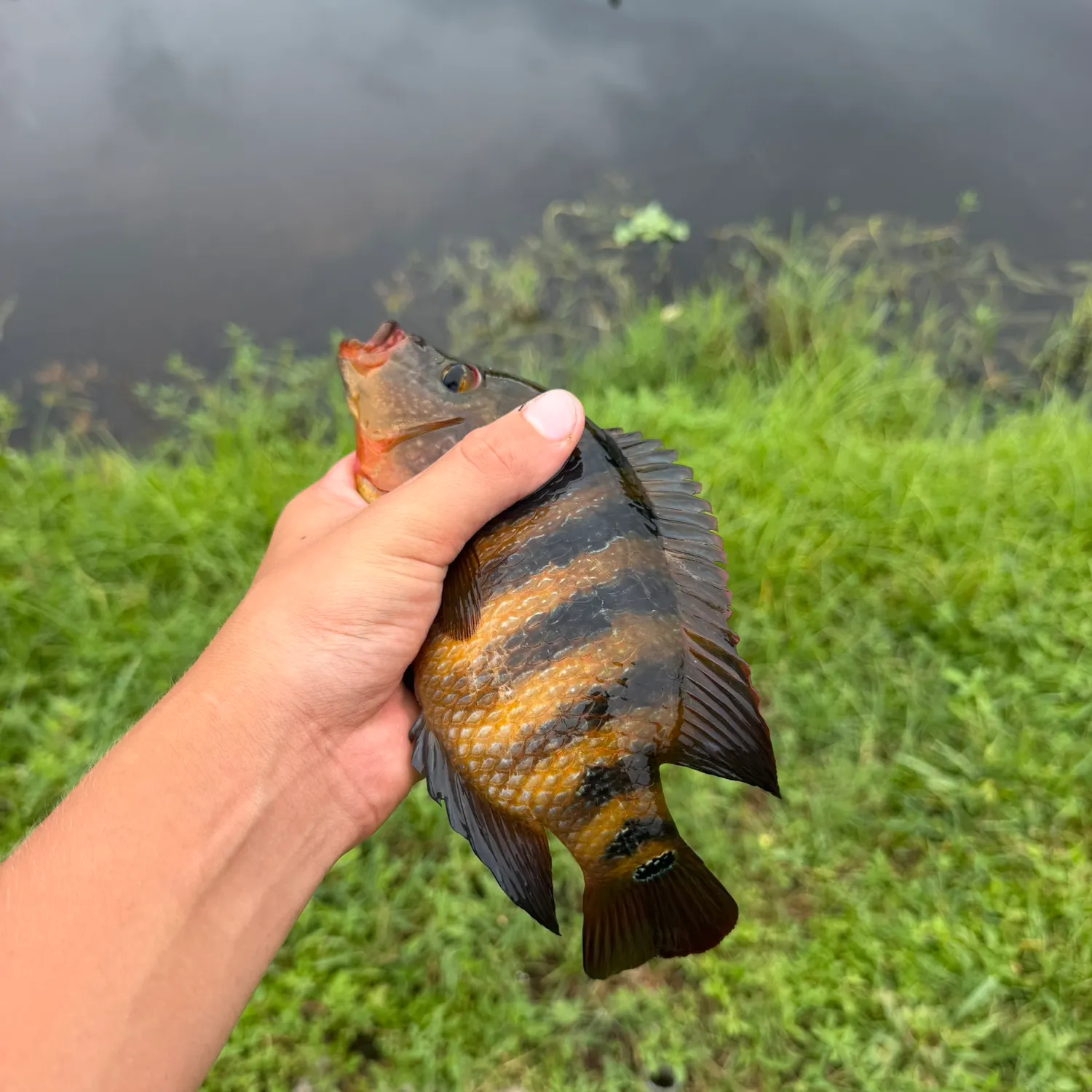 Mayan cichlid caught on Fishbrain