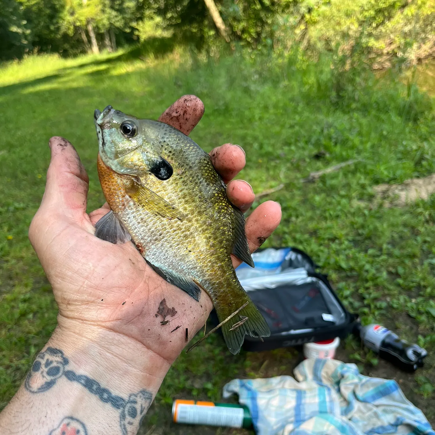 Bluegill caught on Fishbrain