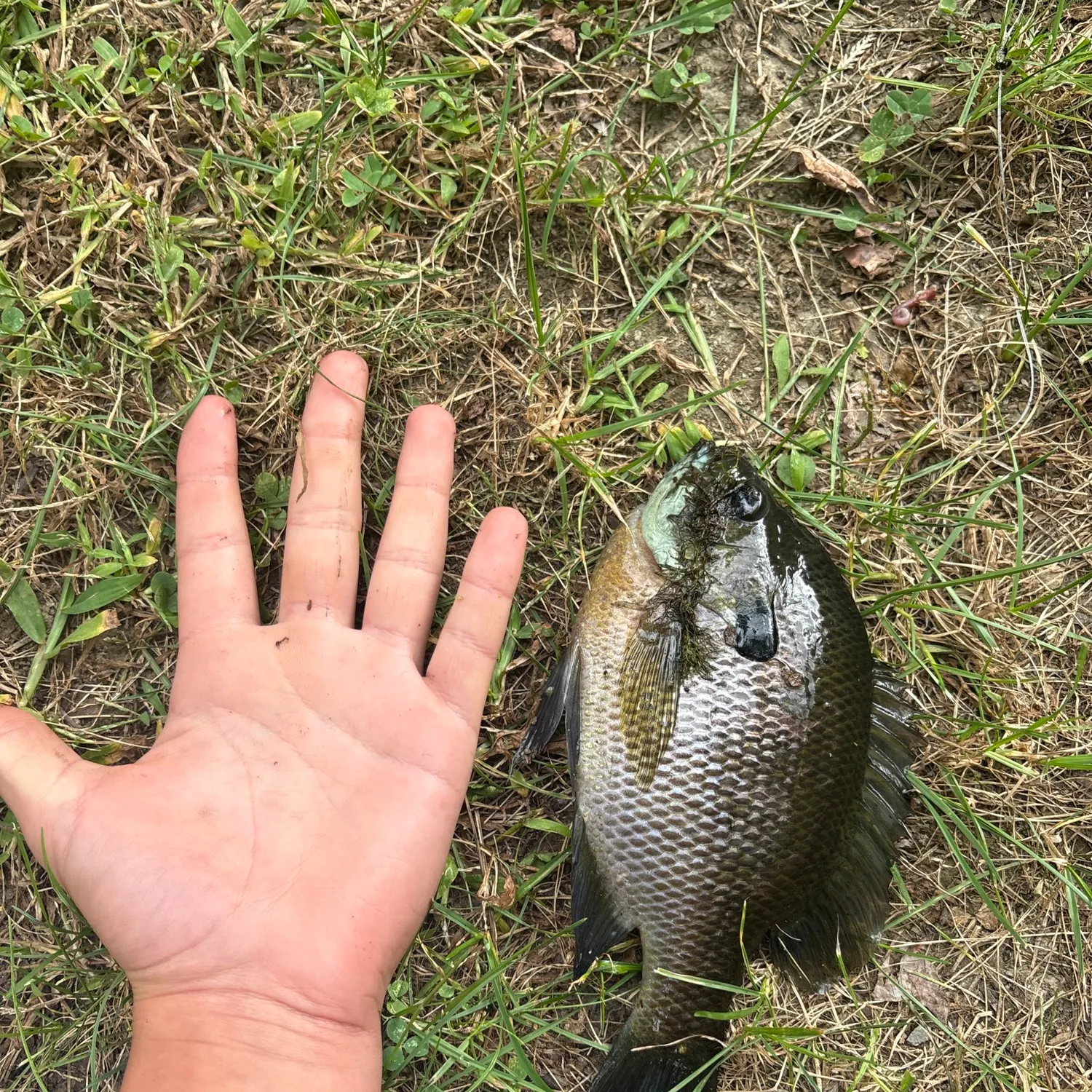Bluegill caught on Fishbrain