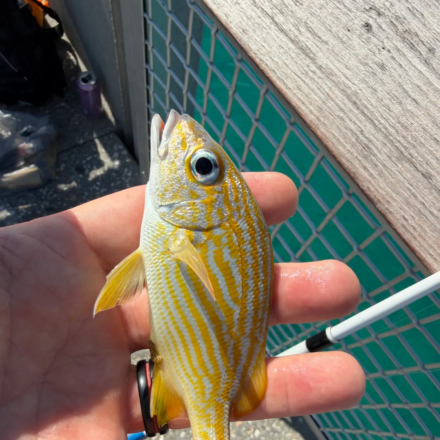 The most recent French grunt catches on Fishbrain