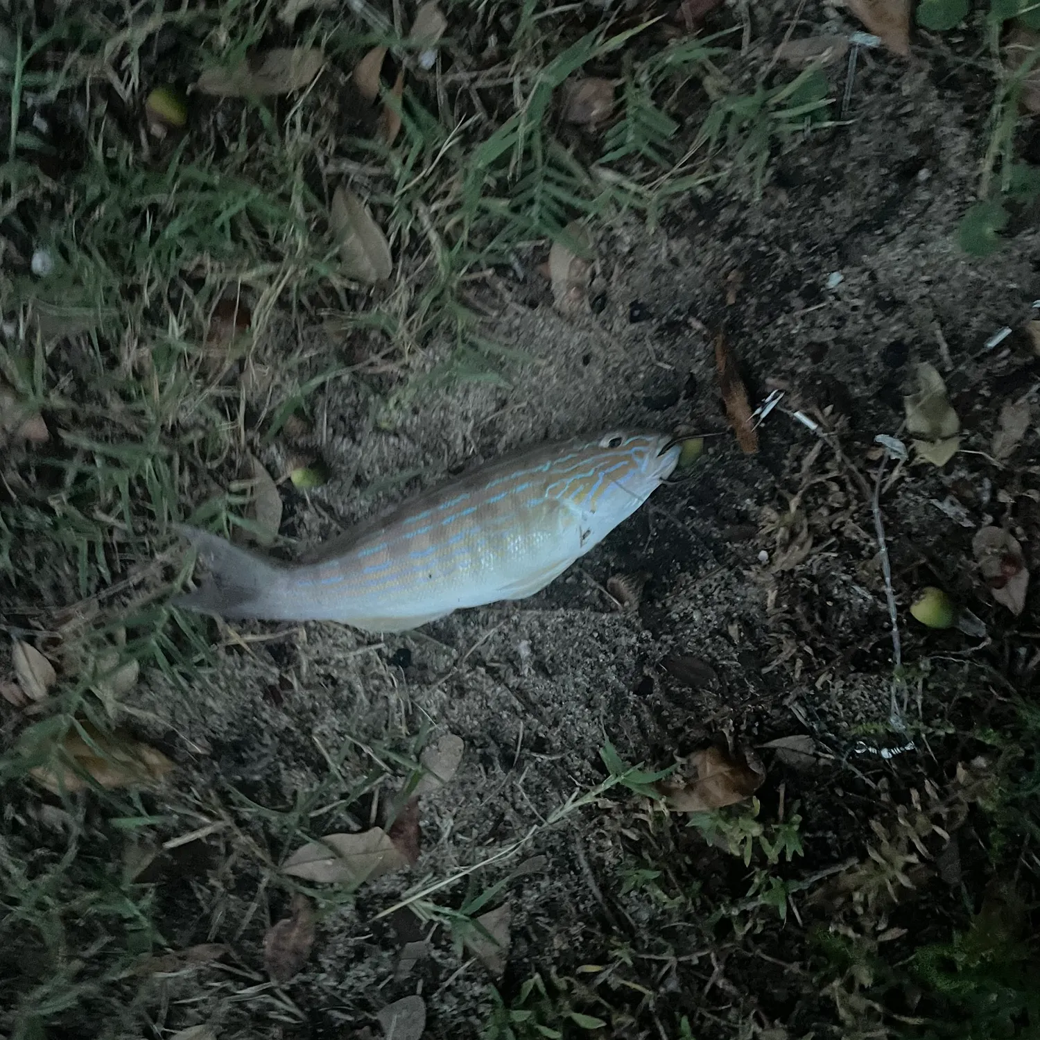 Sand perch caught on Fishbrain