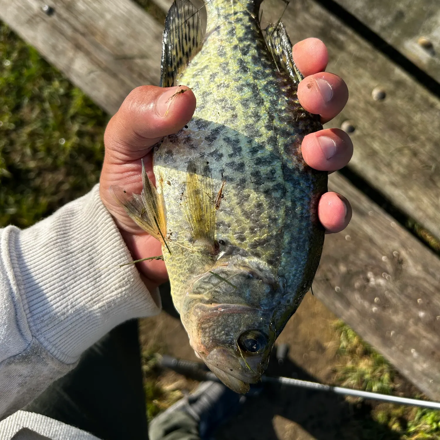 Black crappie caught on Fishbrain