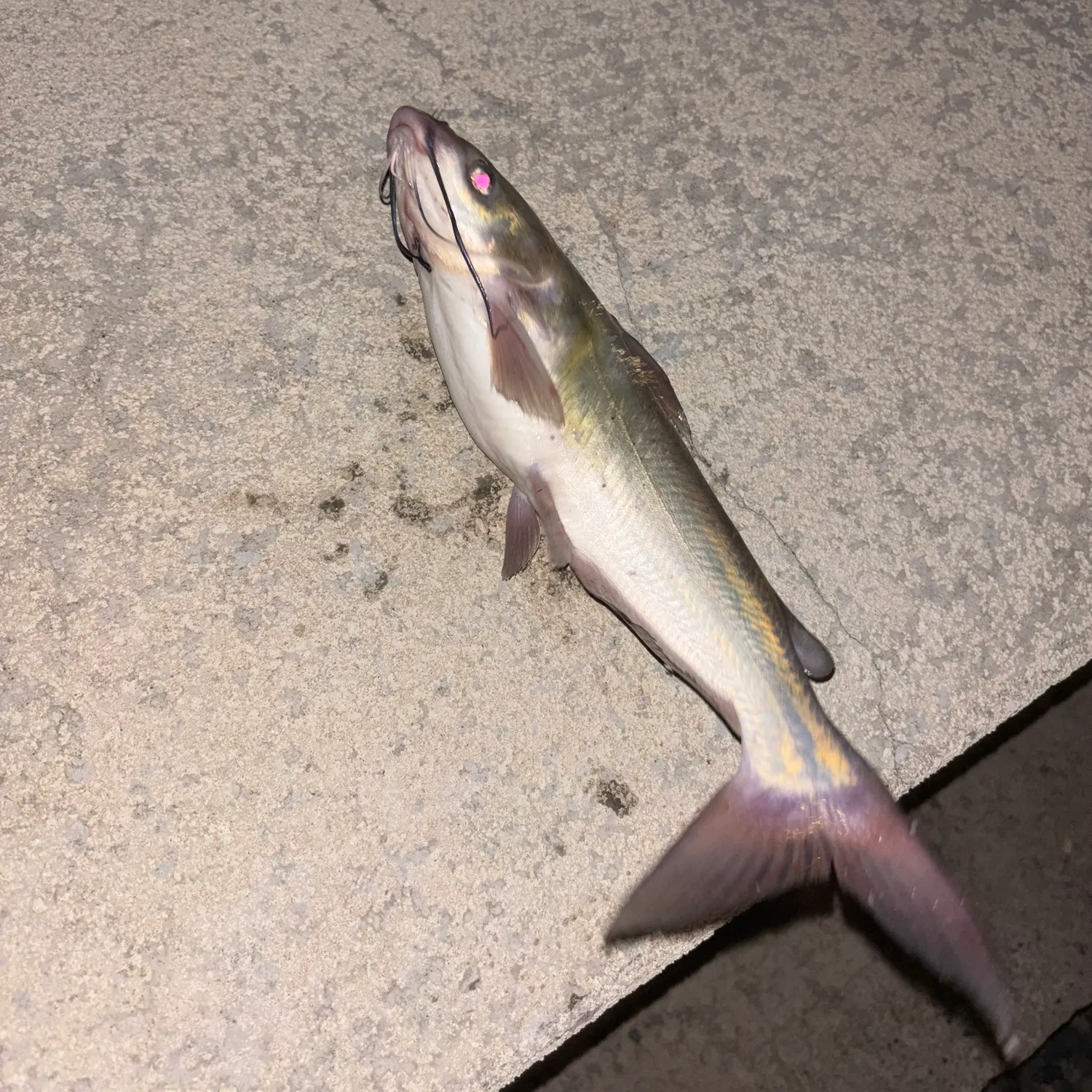 Channel catfish caught on Fishbrain