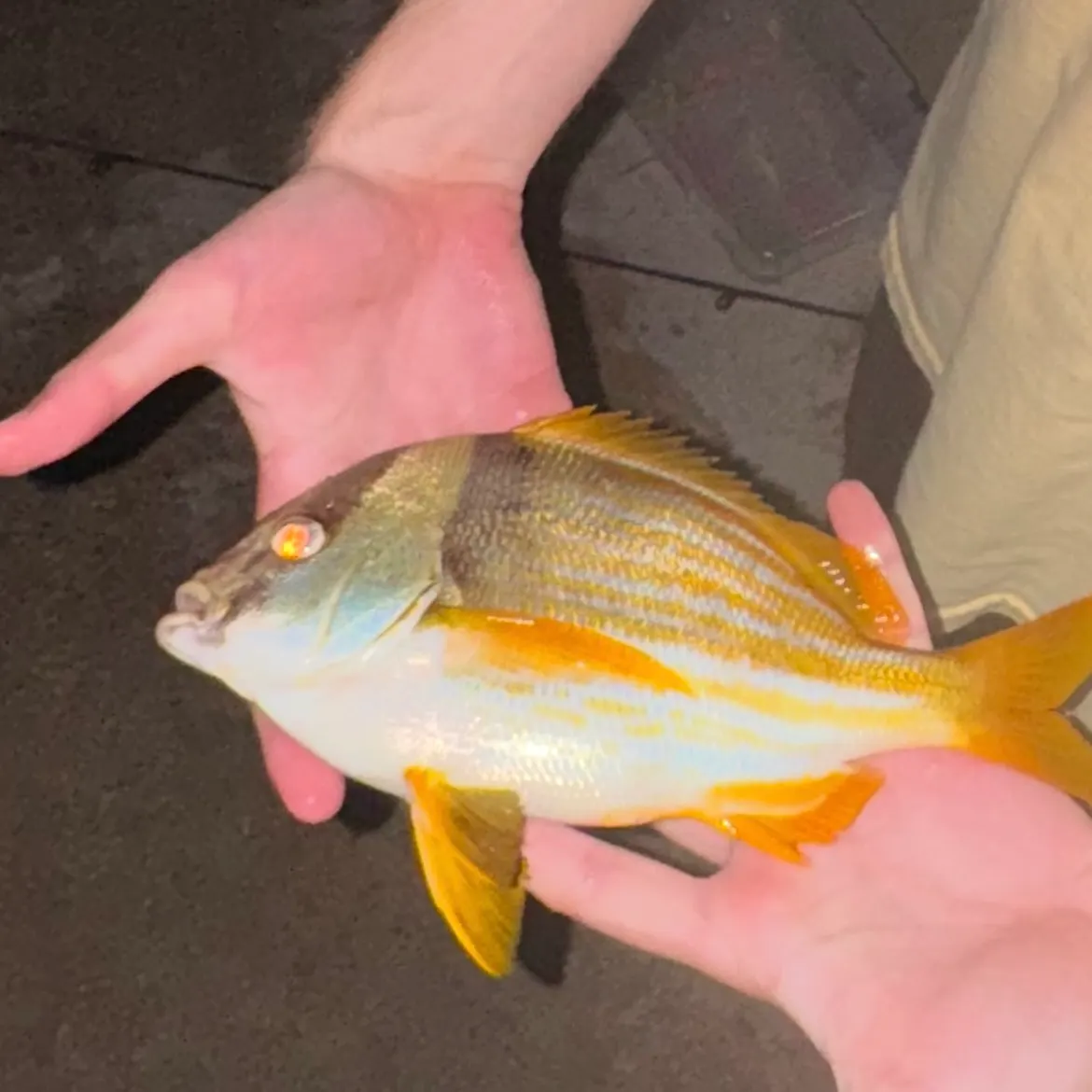 The most recent Atlantic porkfish catches on Fishbrain