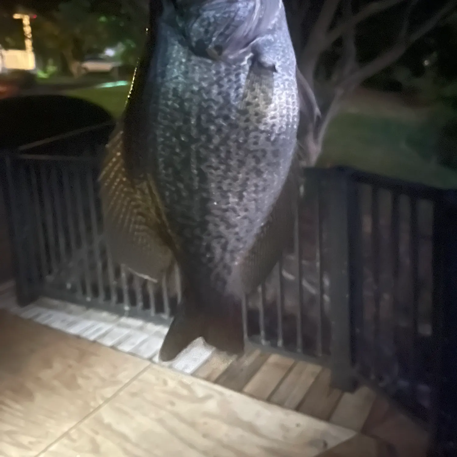 Black crappie caught on Fishbrain