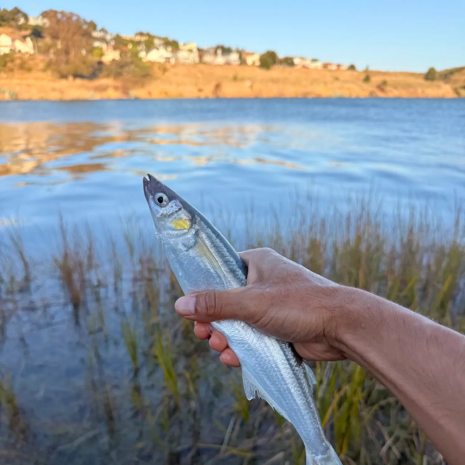 Jack silverside caught on Fishbrain