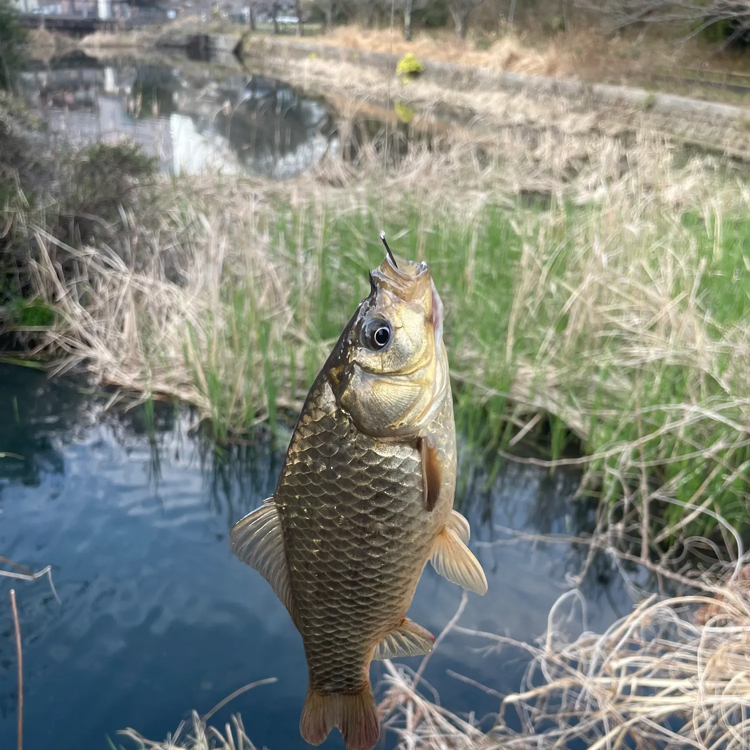 The most recent Japanese white crucian carp catches on Fishbrain