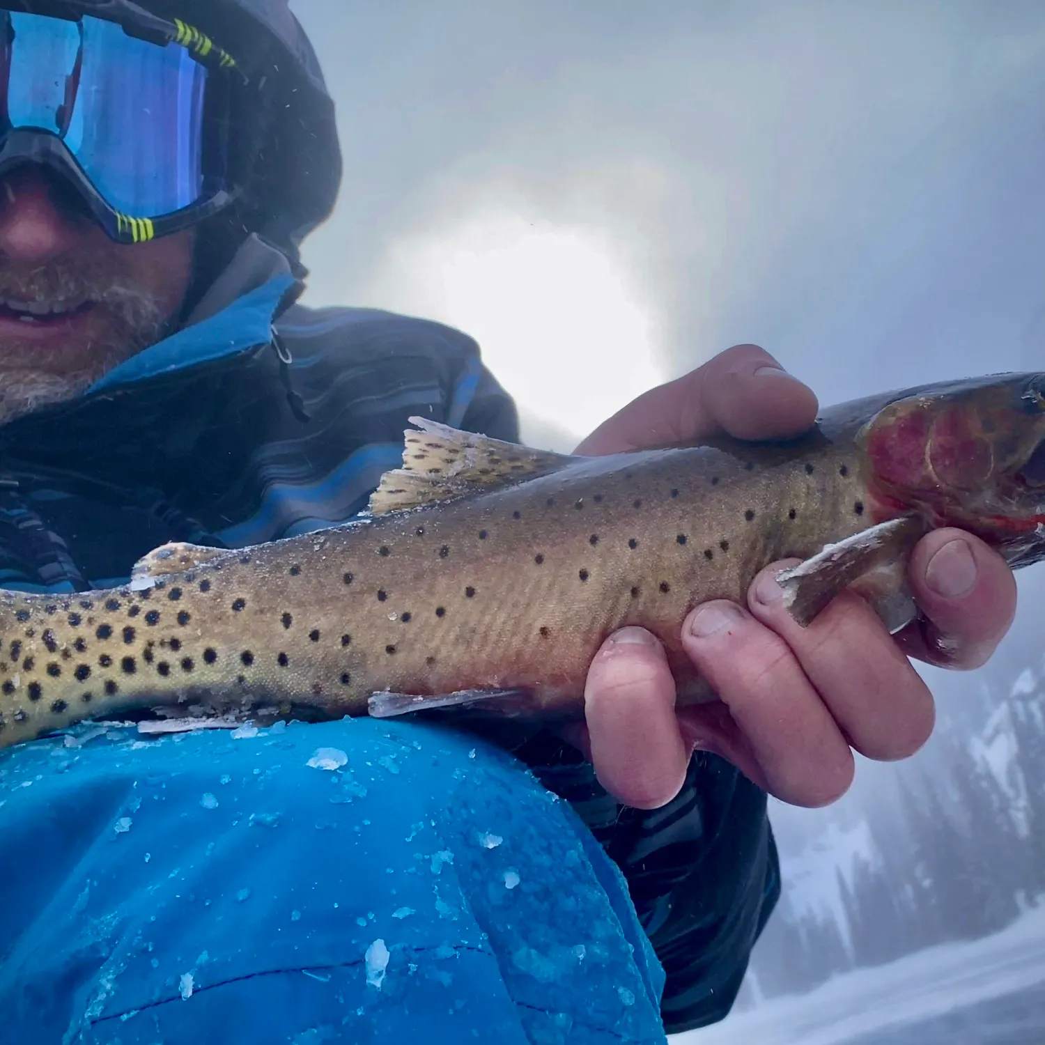 The most recent Greenback cutthroat trout catches on Fishbrain