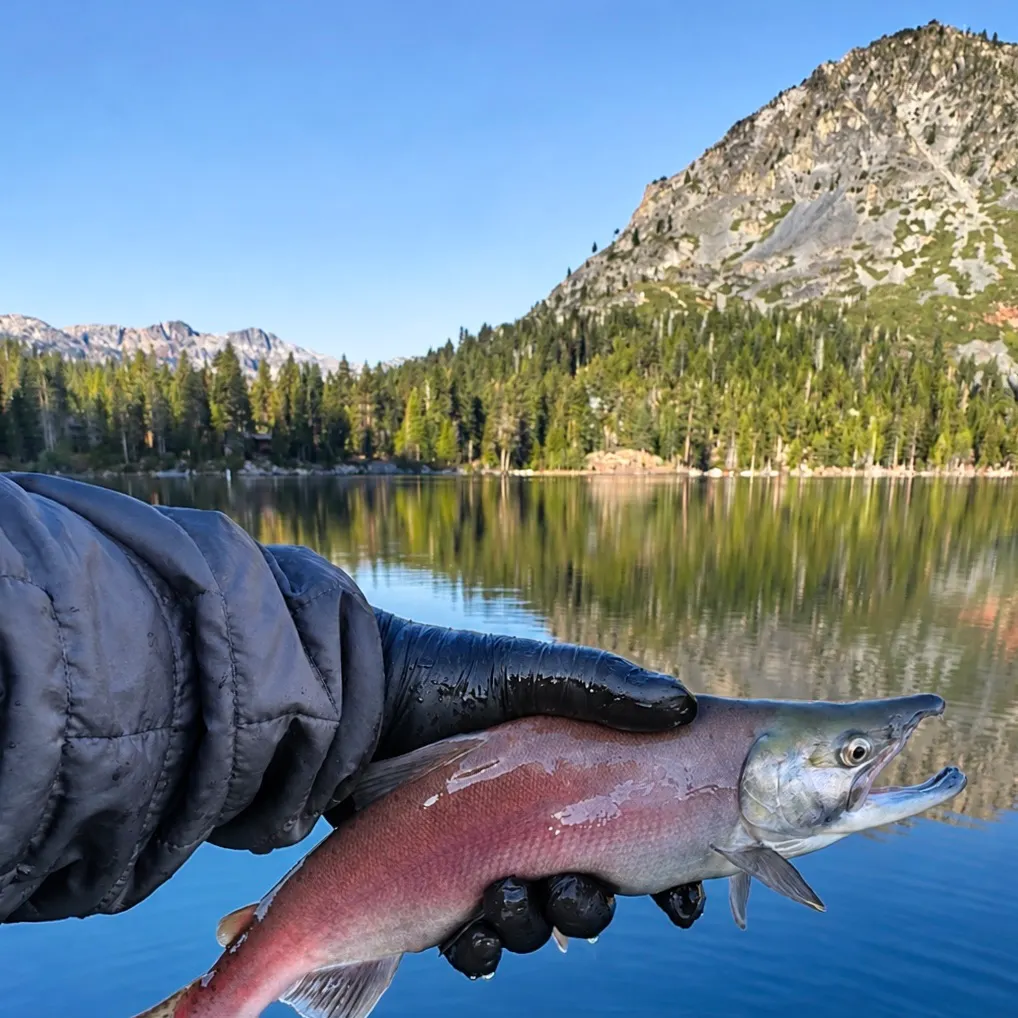 Kokanee salmon caught on Fishbrain