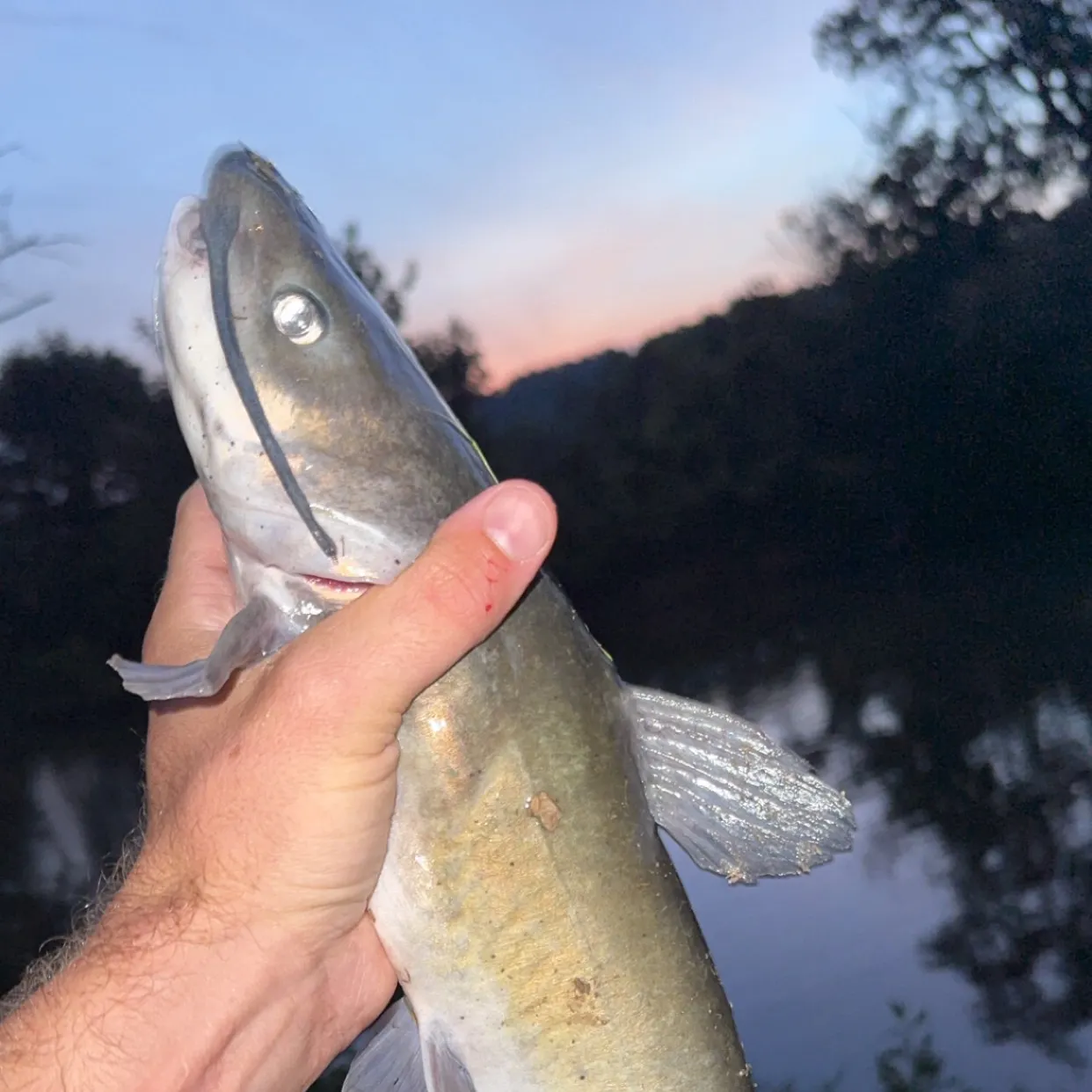 Channel catfish caught on Fishbrain