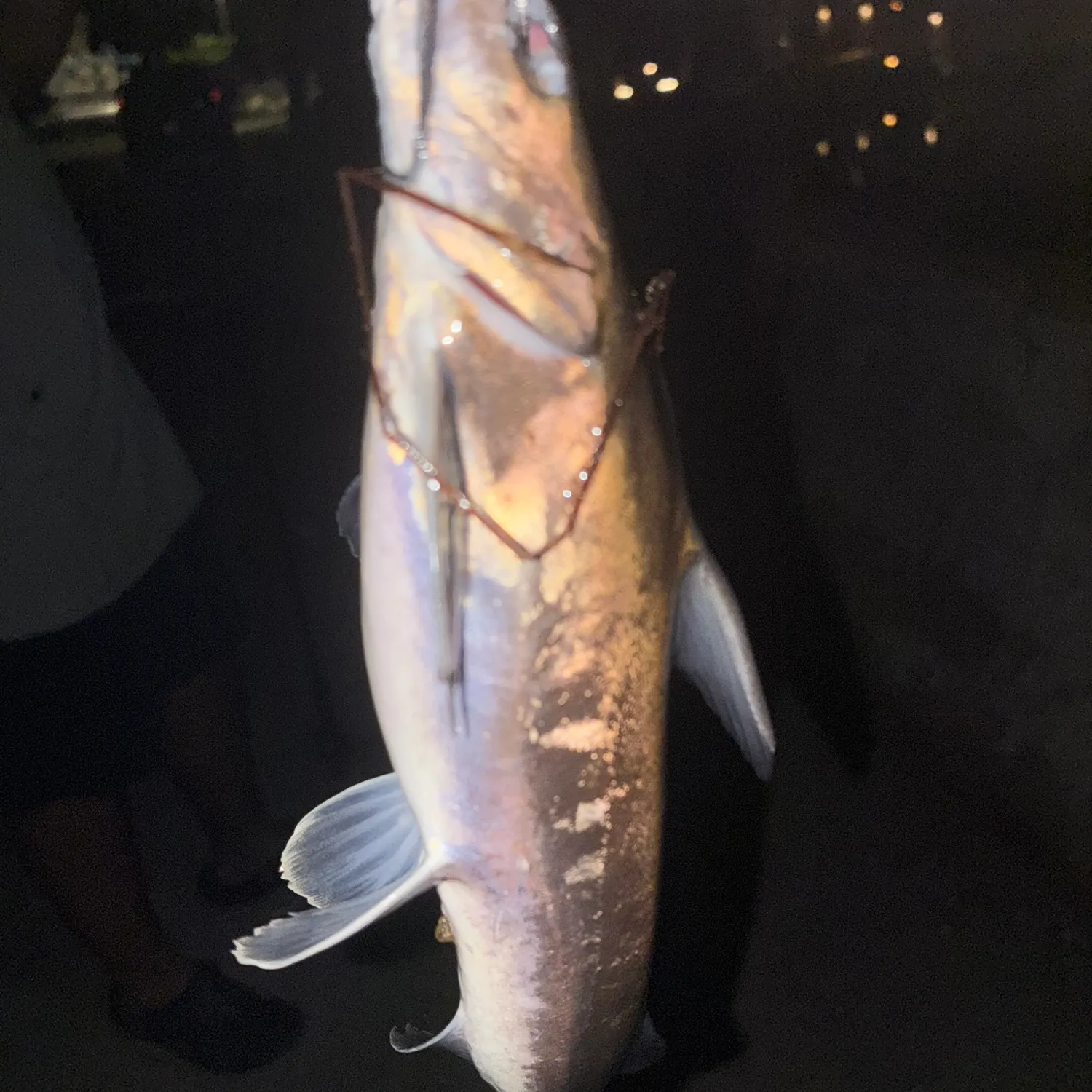 Flathead catfish caught on Fishbrain