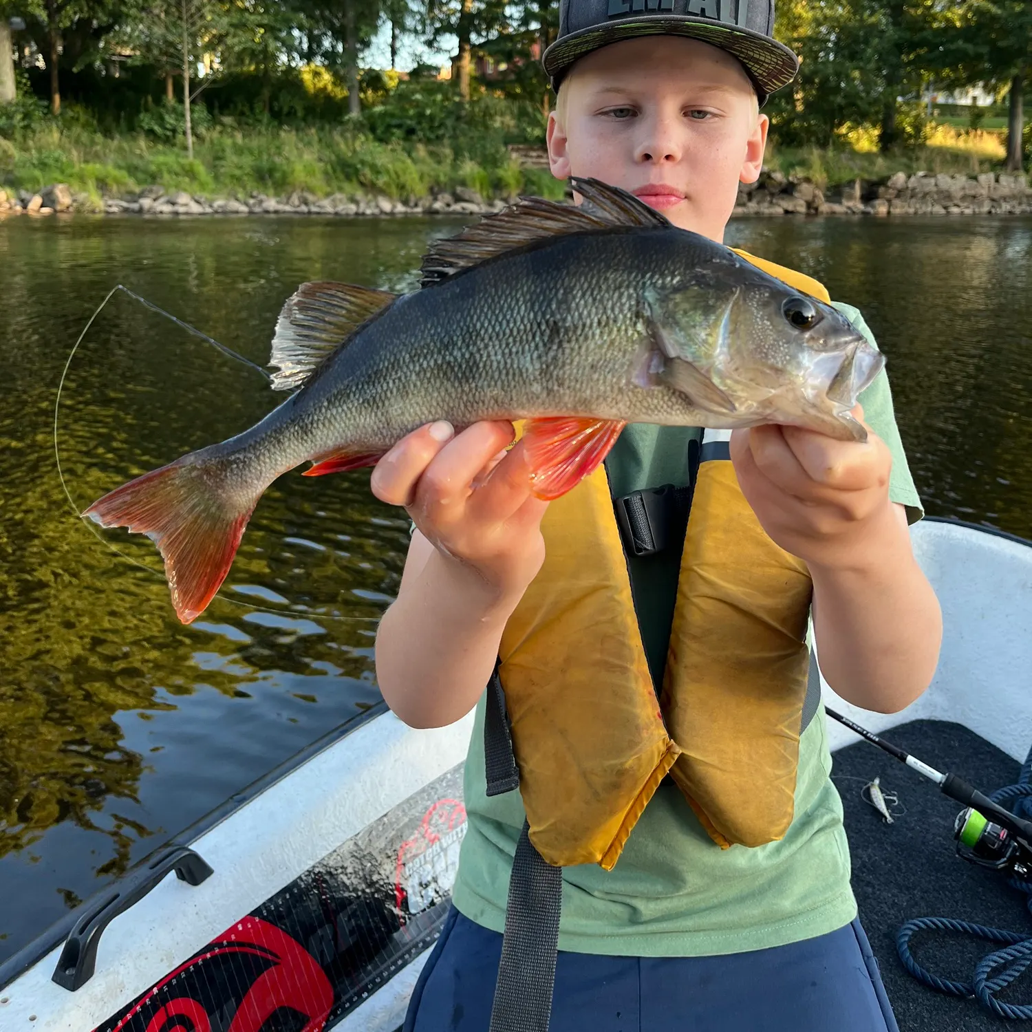 European perch caught on Fishbrain