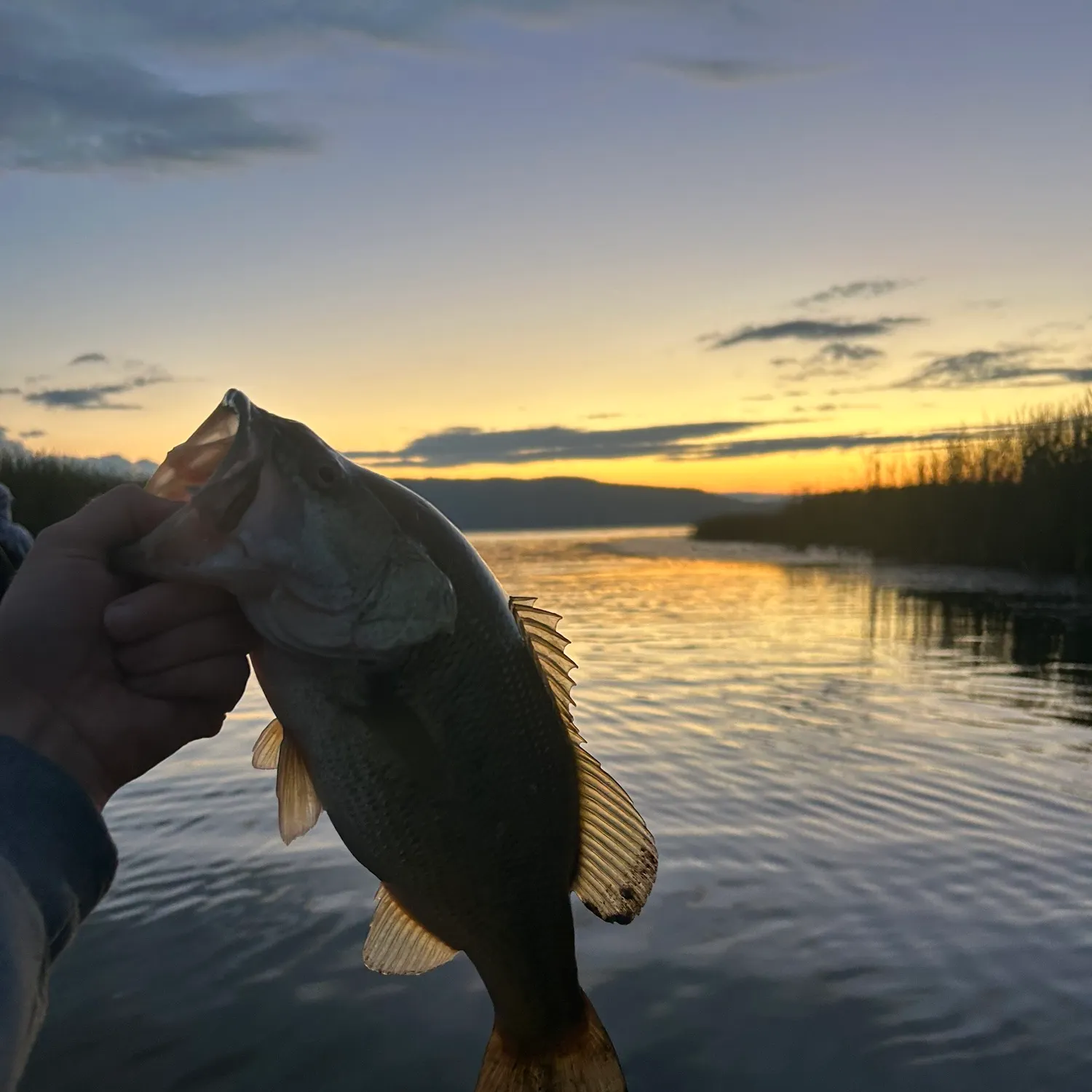 Largemouth bass caught on Fishbrain