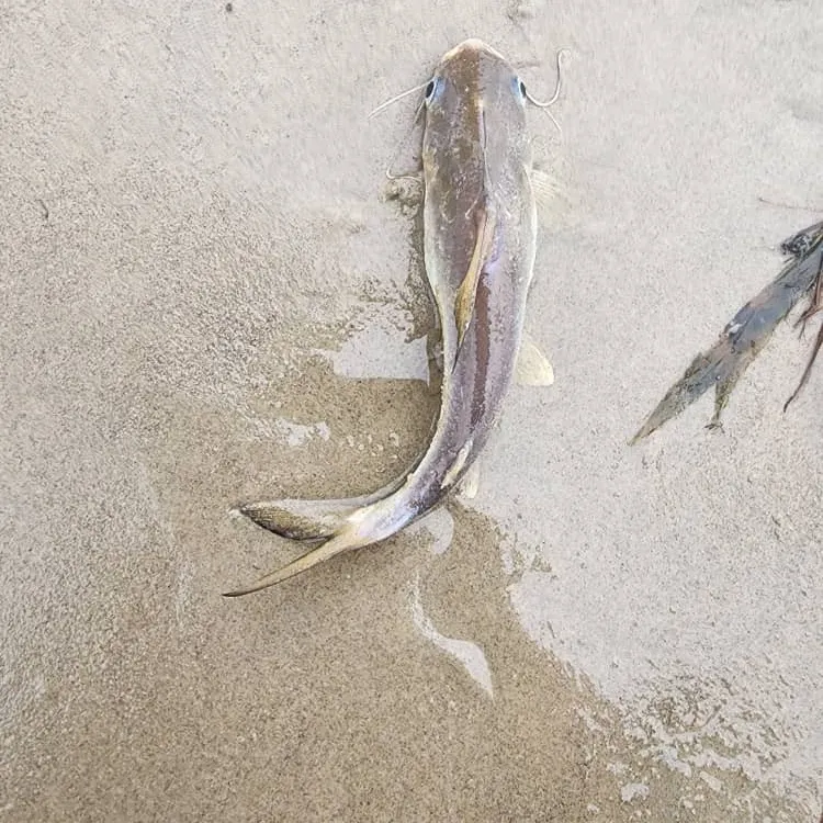 The most recent Sagor sea catfish catches on Fishbrain