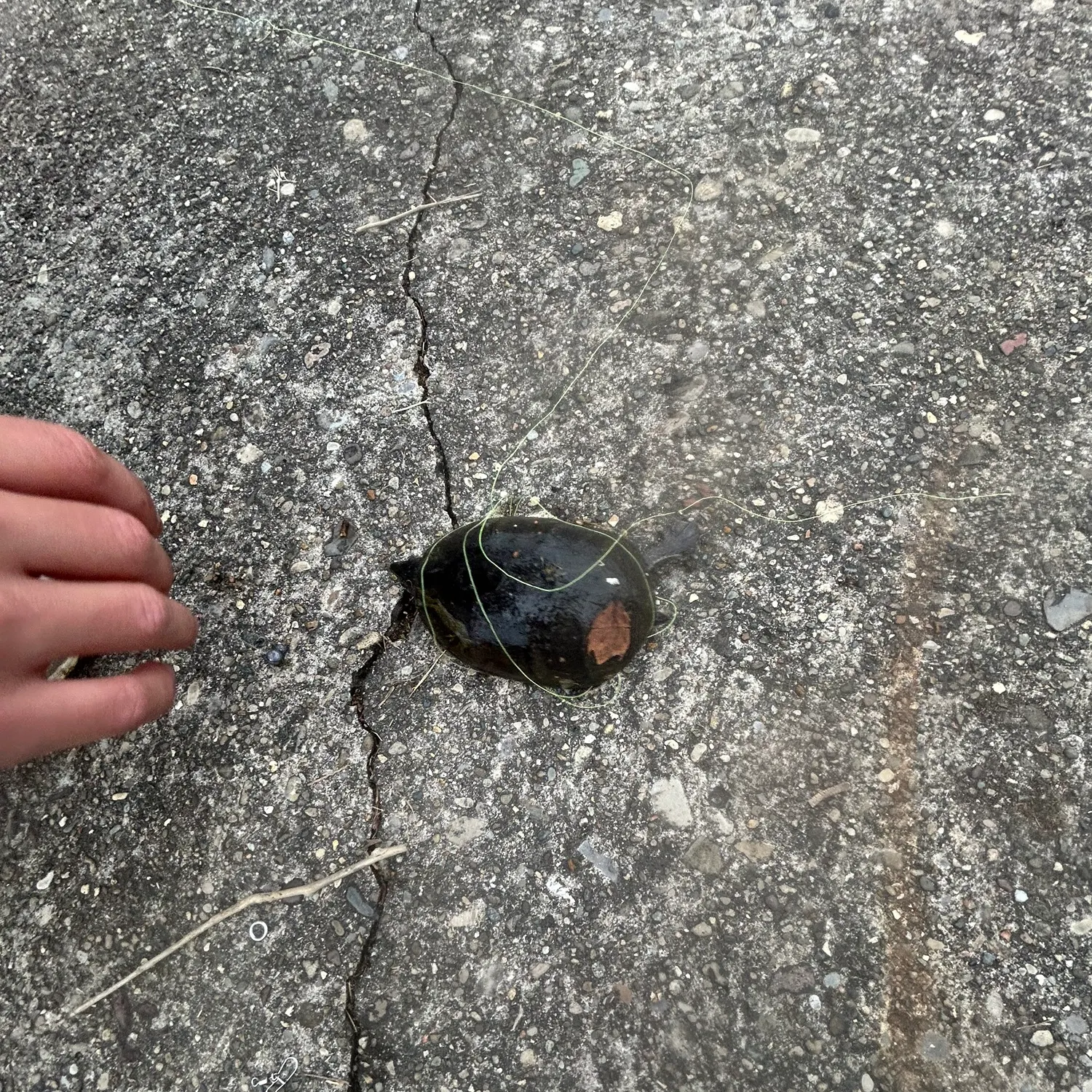 The most recent Pond slider turtle catches on Fishbrain