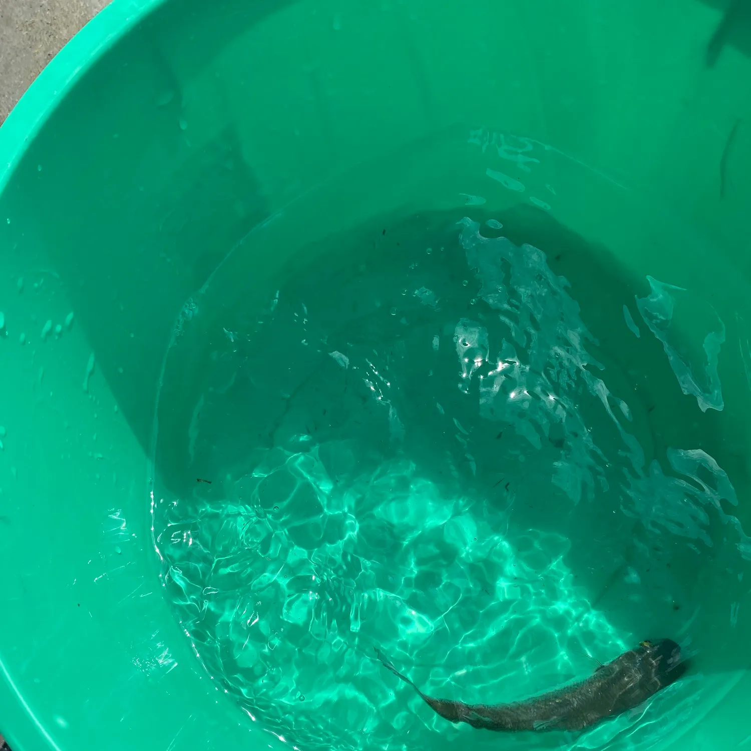 Yellow-eye mullet caught on Fishbrain
