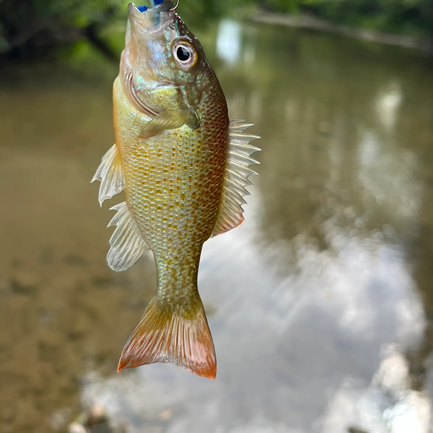 Redbreast sunfish caught on Fishbrain