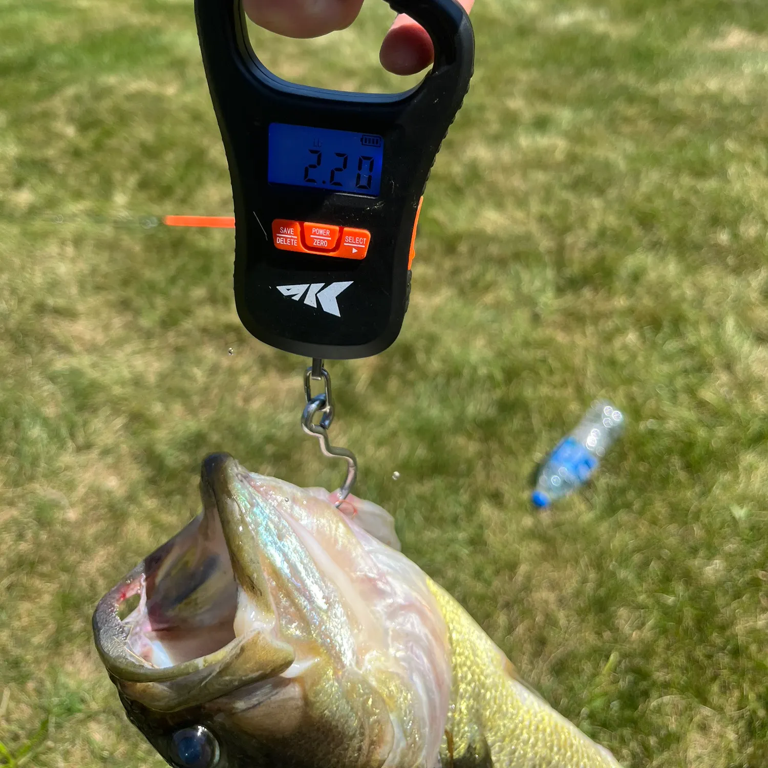 Largemouth bass caught on Fishbrain