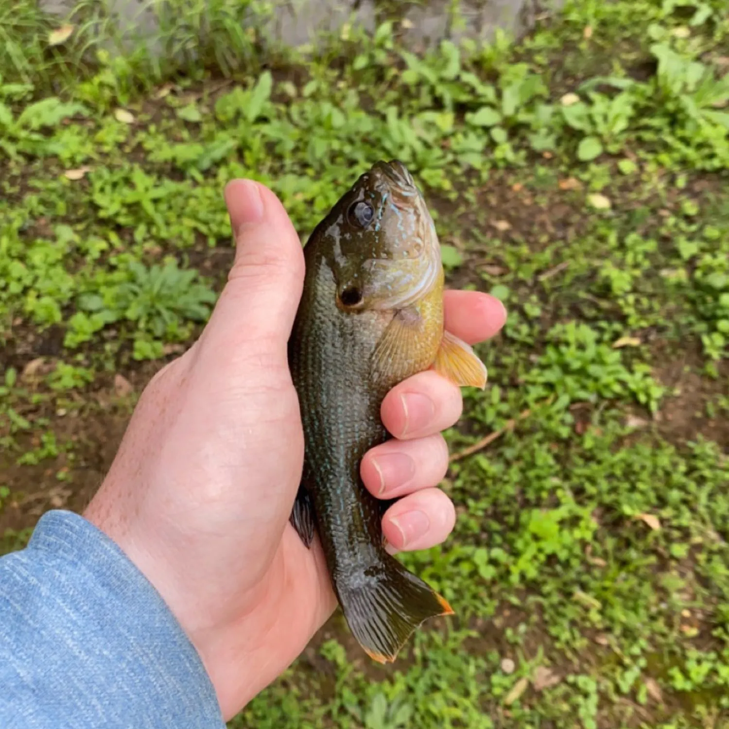 angler catch