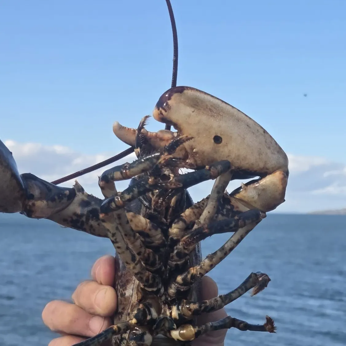 The most recent European lobster catches on Fishbrain