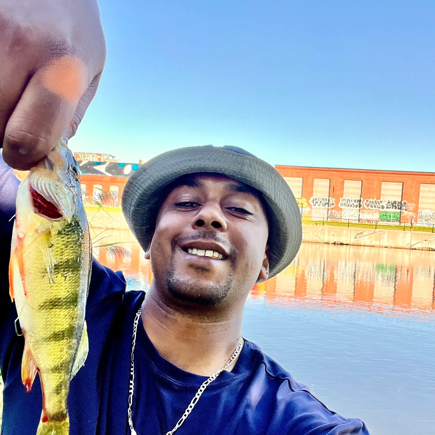 Yellow perch caught on Fishbrain