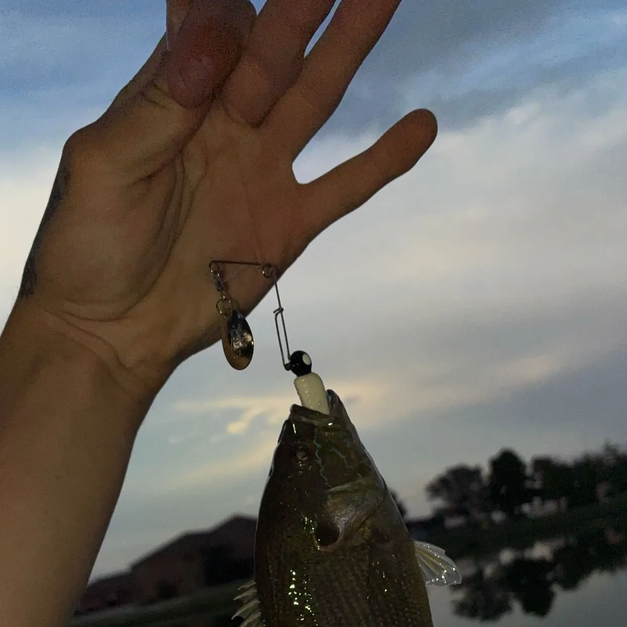 Green sunfish caught on Fishbrain