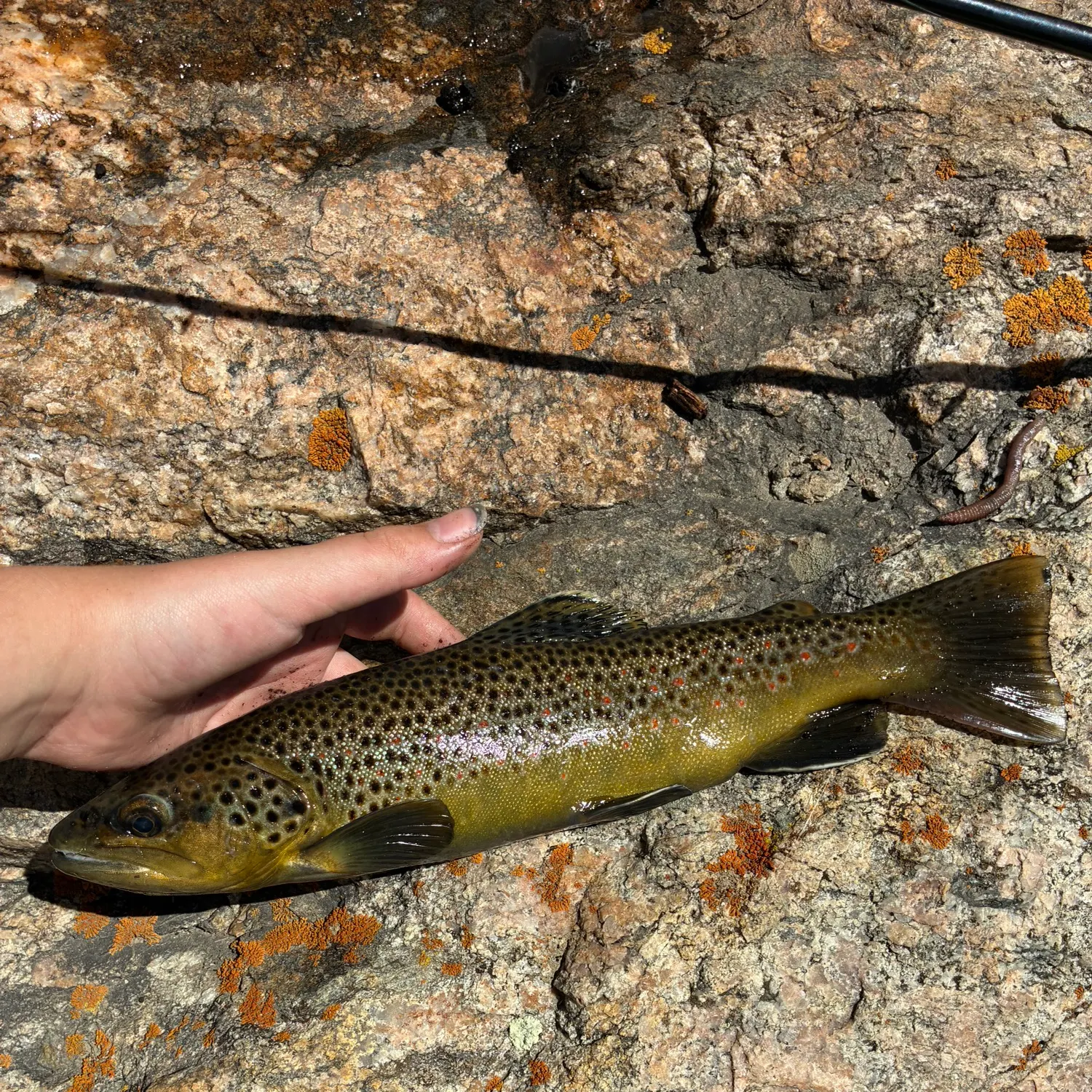 Brown trout caught on Fishbrain