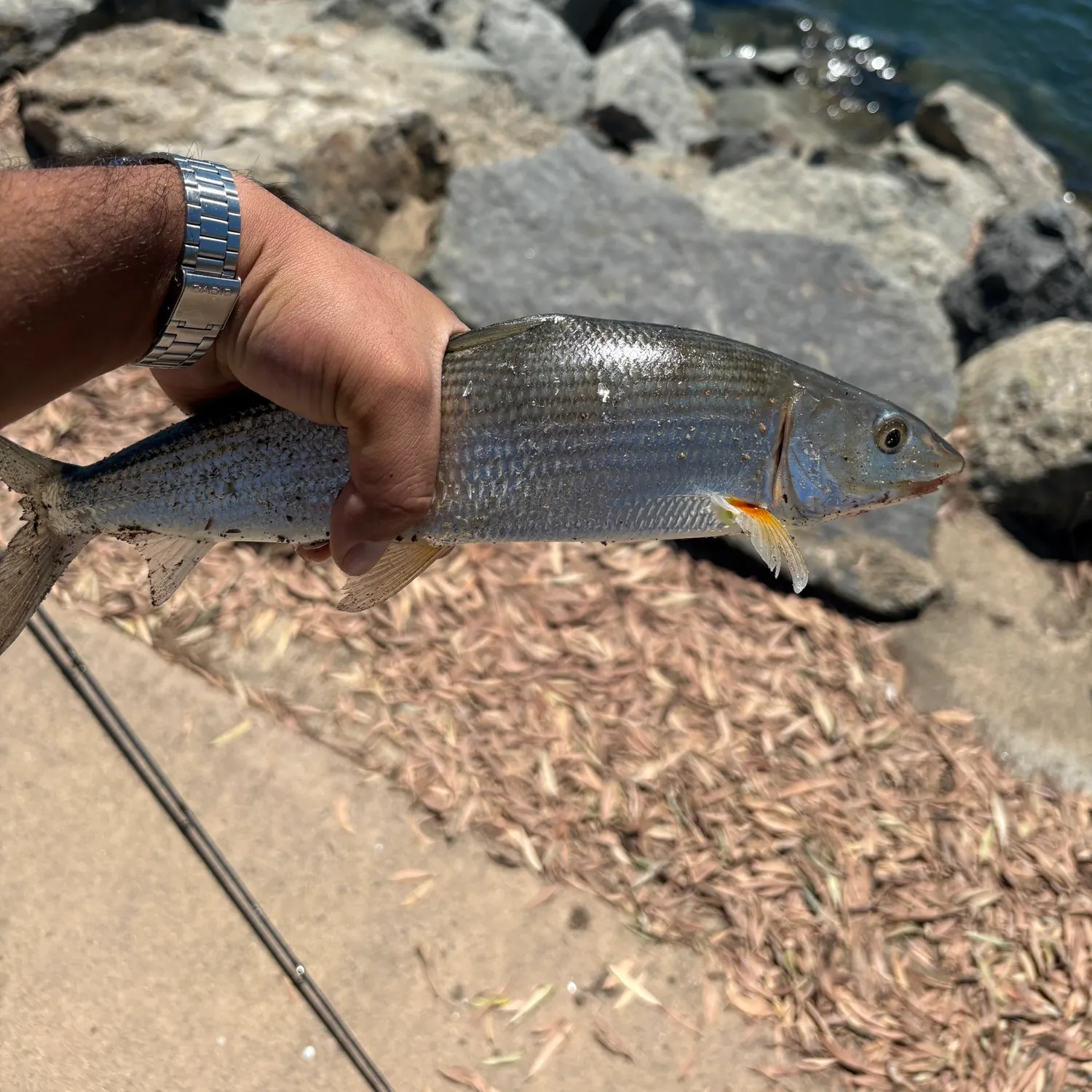 The most recent West Atlantic bonefish catches on Fishbrain