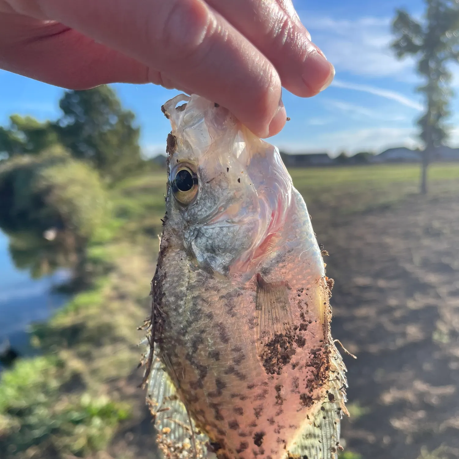 White crappie caught on Fishbrain
