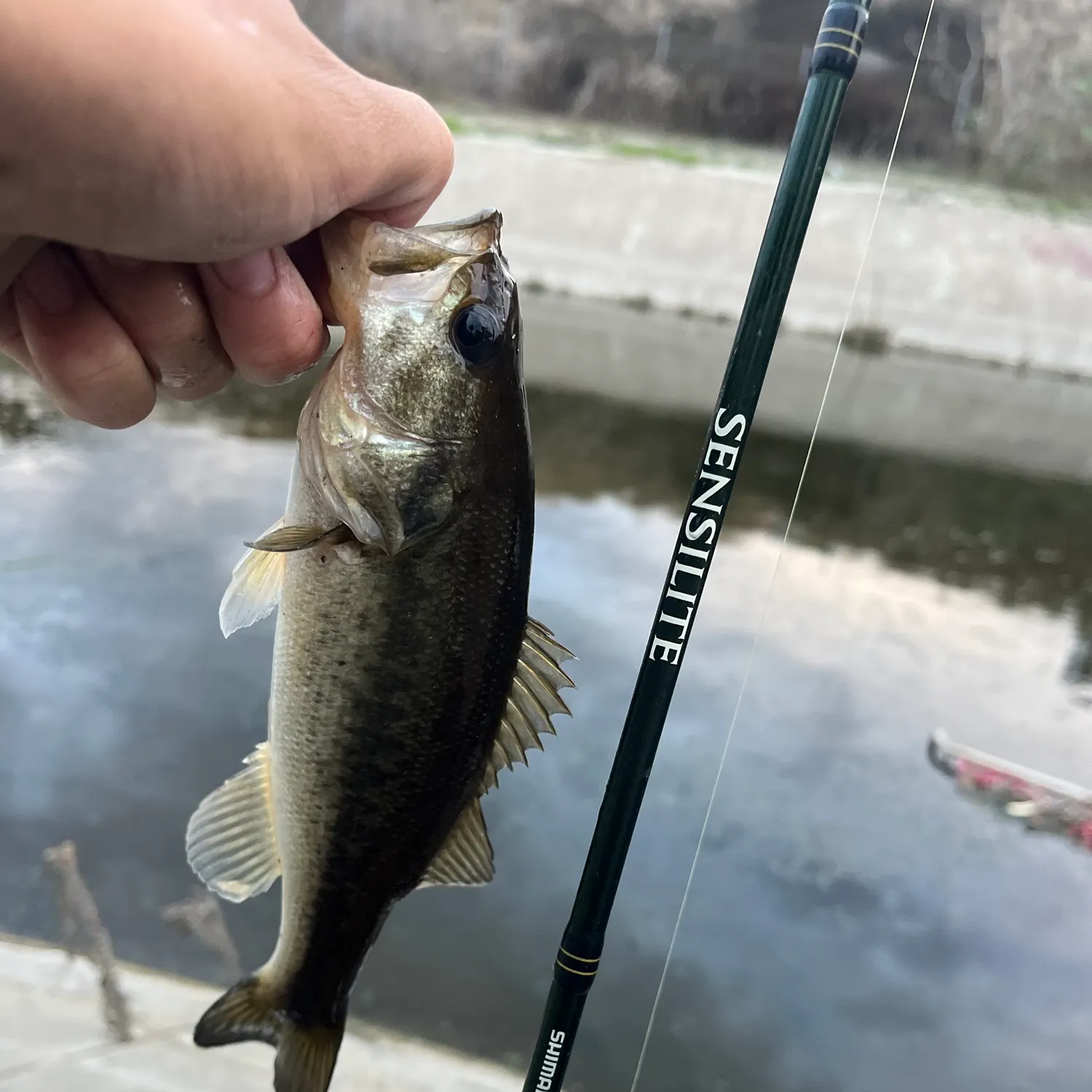 Largemouth bass caught on Fishbrain