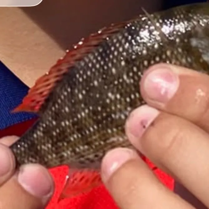 Spangled emperor caught on Fishbrain