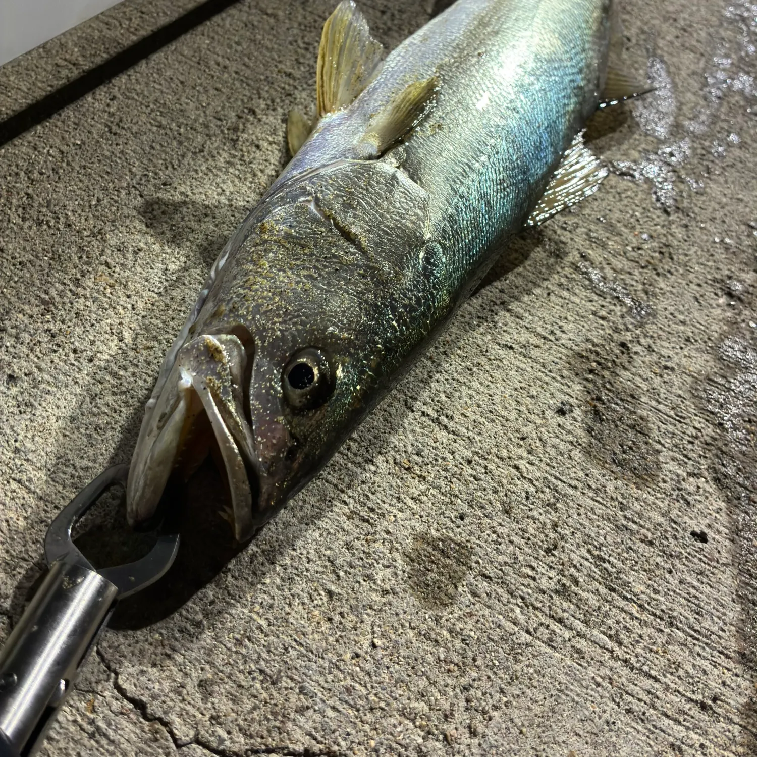 The most recent Stolzmann's weakfish catches on Fishbrain