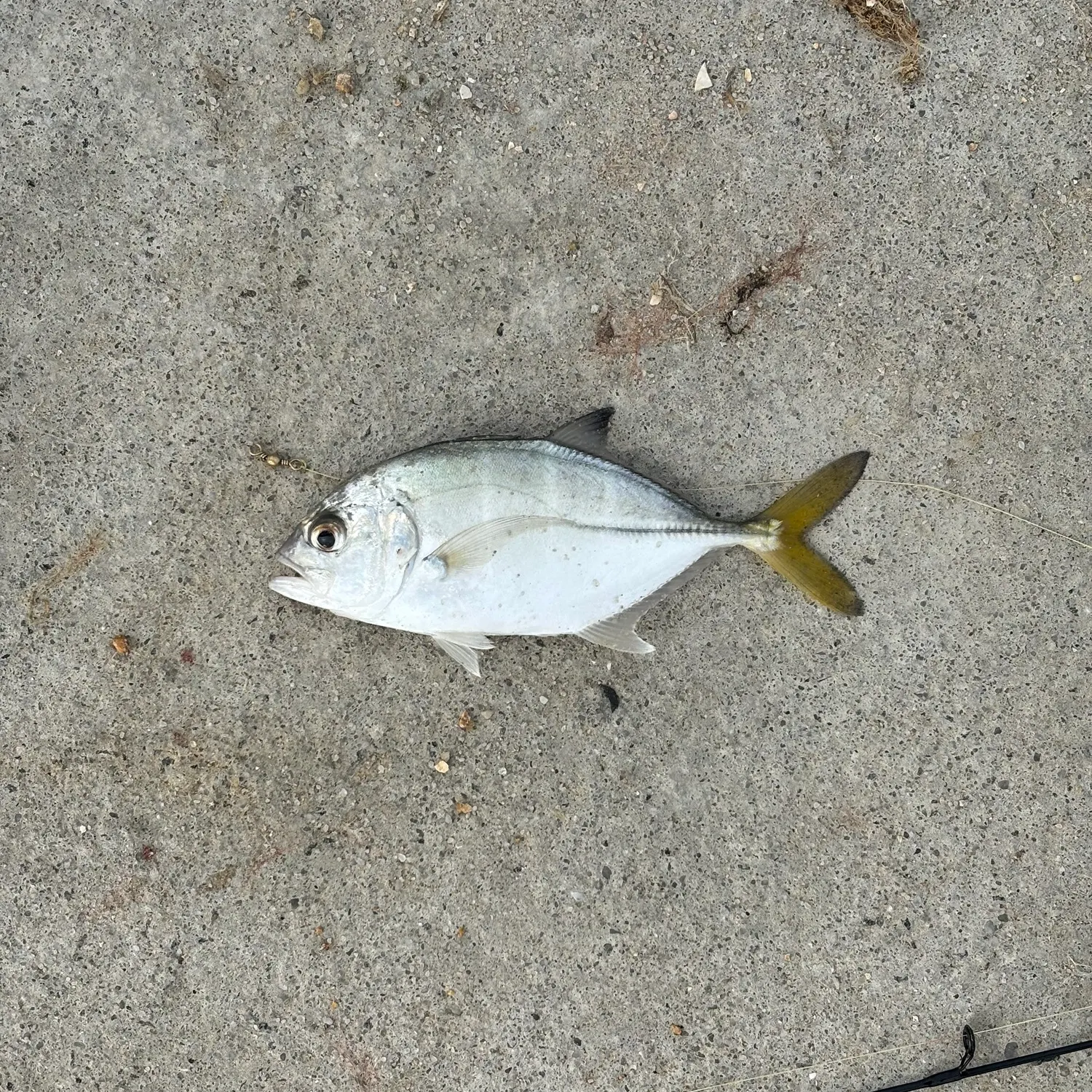 The most recent Horse-eye jack catches on Fishbrain