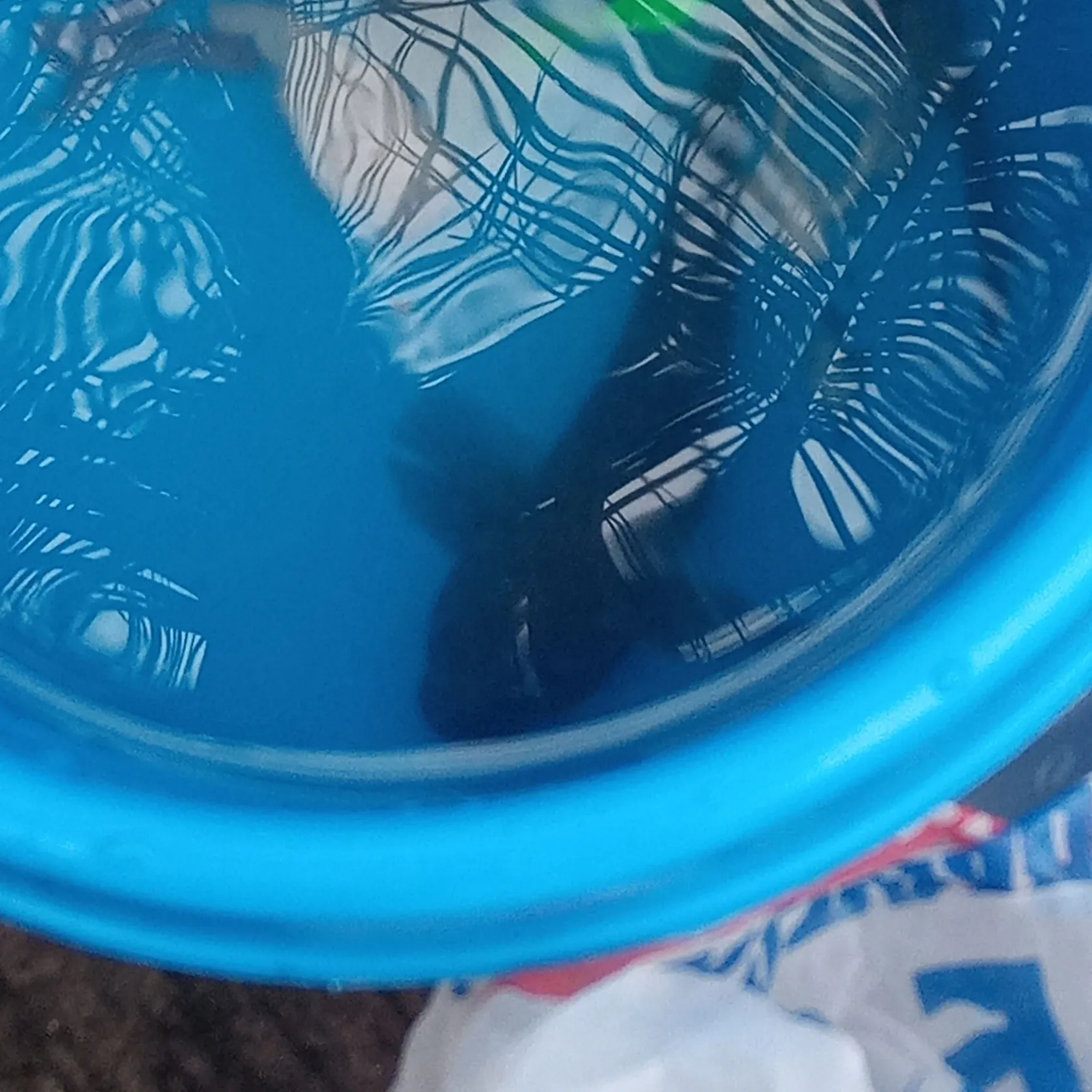 The most recent Orinoco sailfin catfish catches on Fishbrain