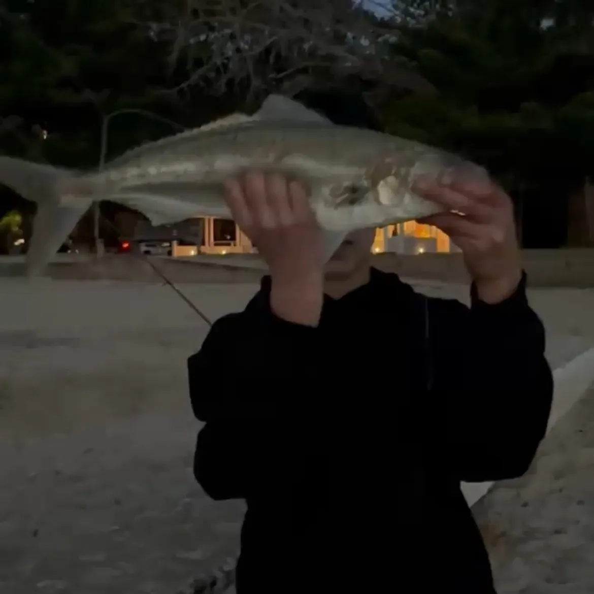 The most recent Eastern Australian salmon catches on Fishbrain