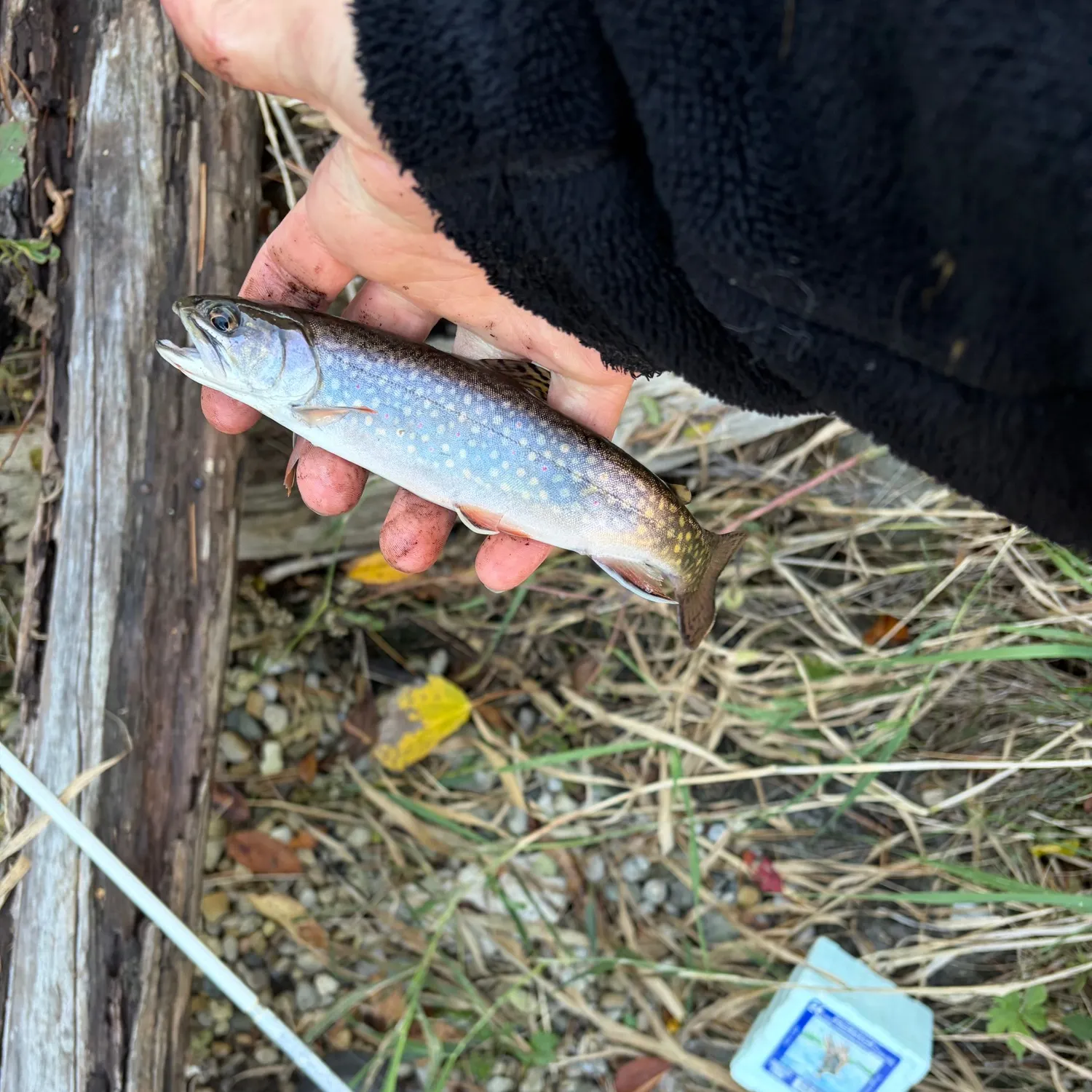 Brook trout caught on Fishbrain