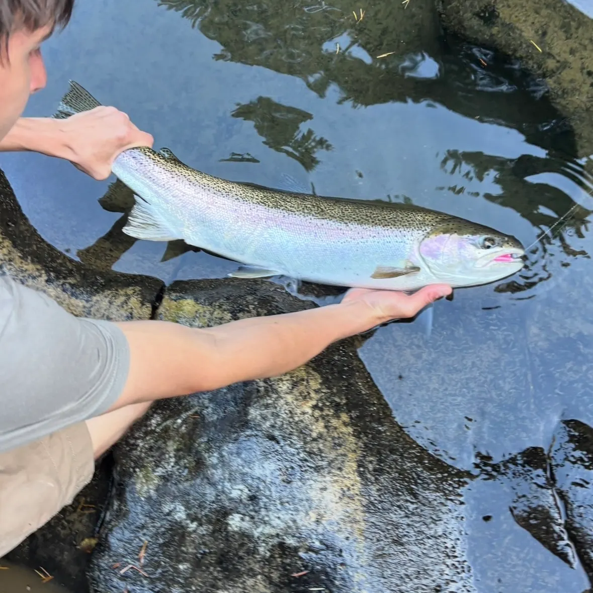 Steelhead caught on Fishbrain